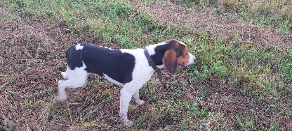 Объявление о питомце в Нижнекамске — фото объявления