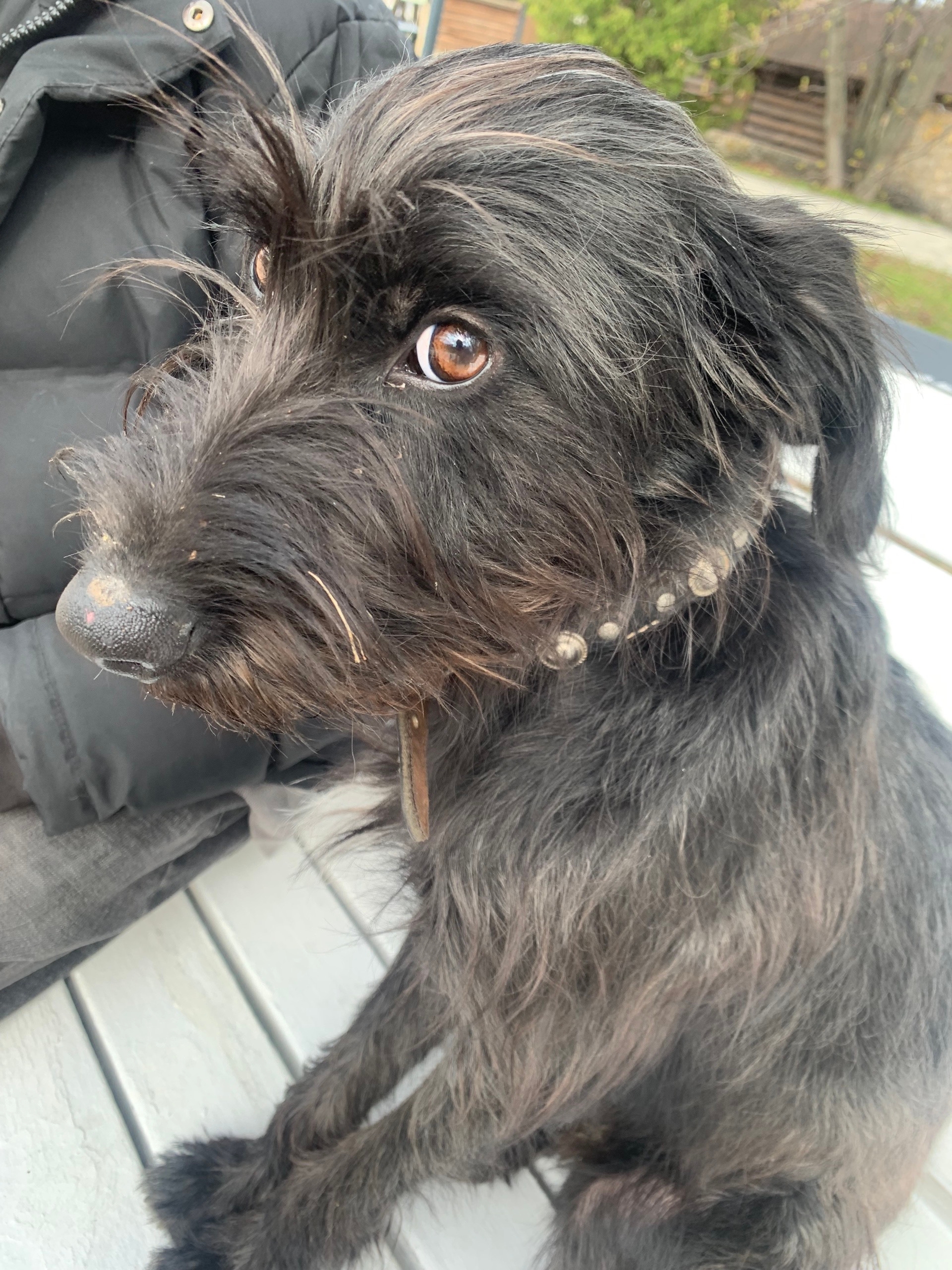 Найдена собака в Нижнекамске — фото объявления