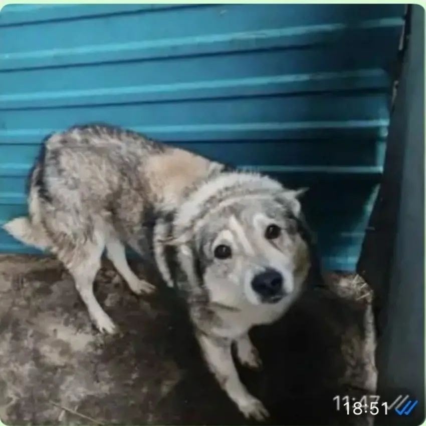 Найдена собака в Нижнекамске — фото объявления