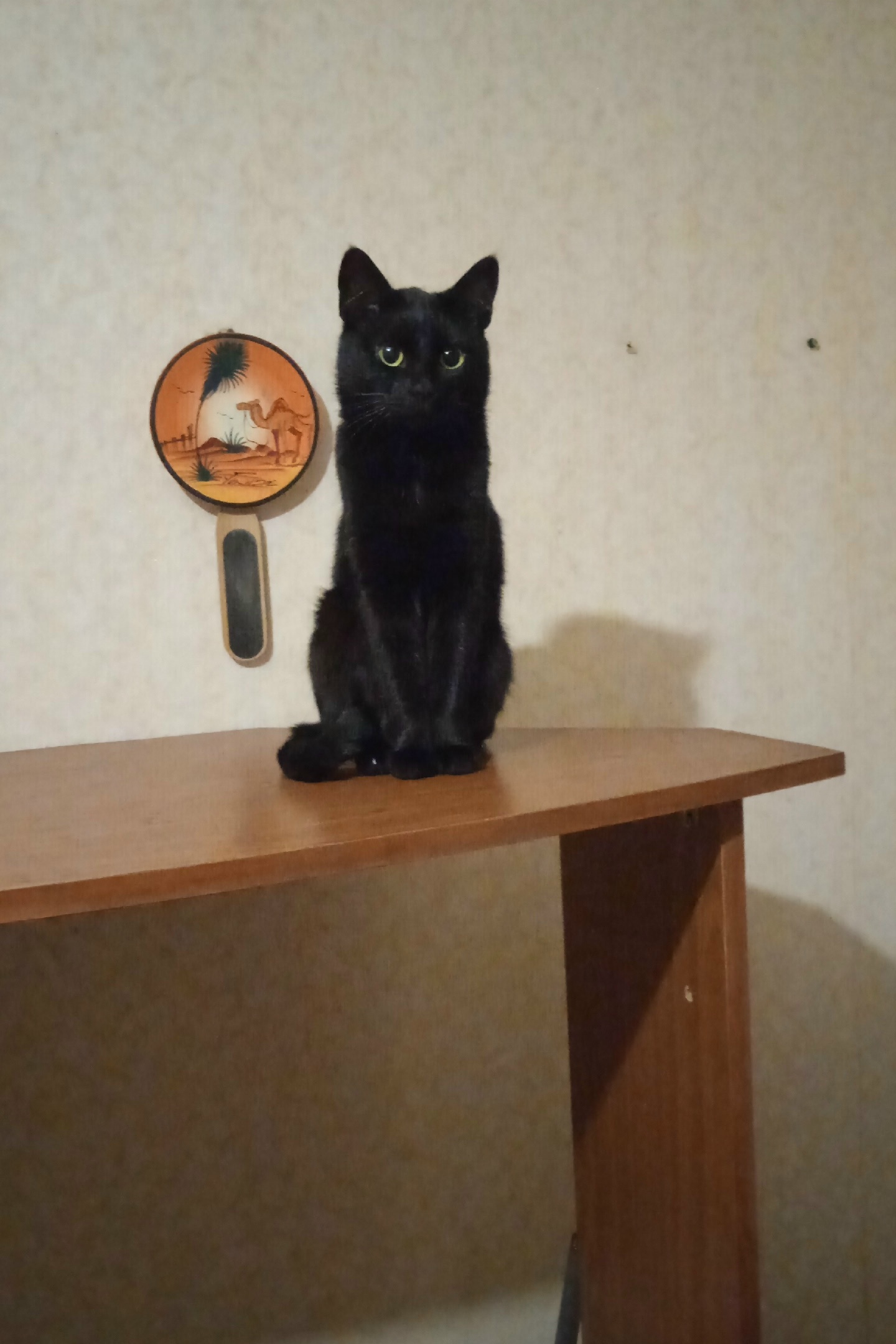 Найдена кошка в Нижнекамске — фото объявления