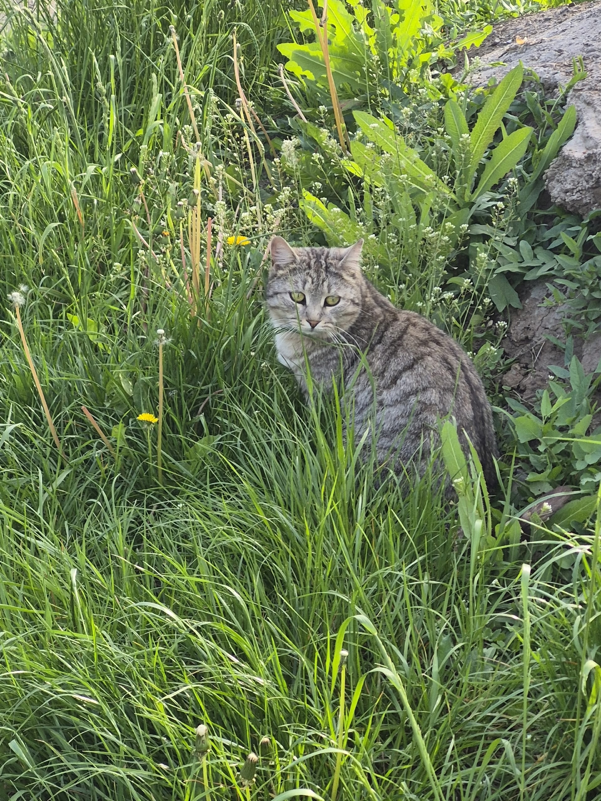 Найдена кошка в Нижнекамске — фото объявления