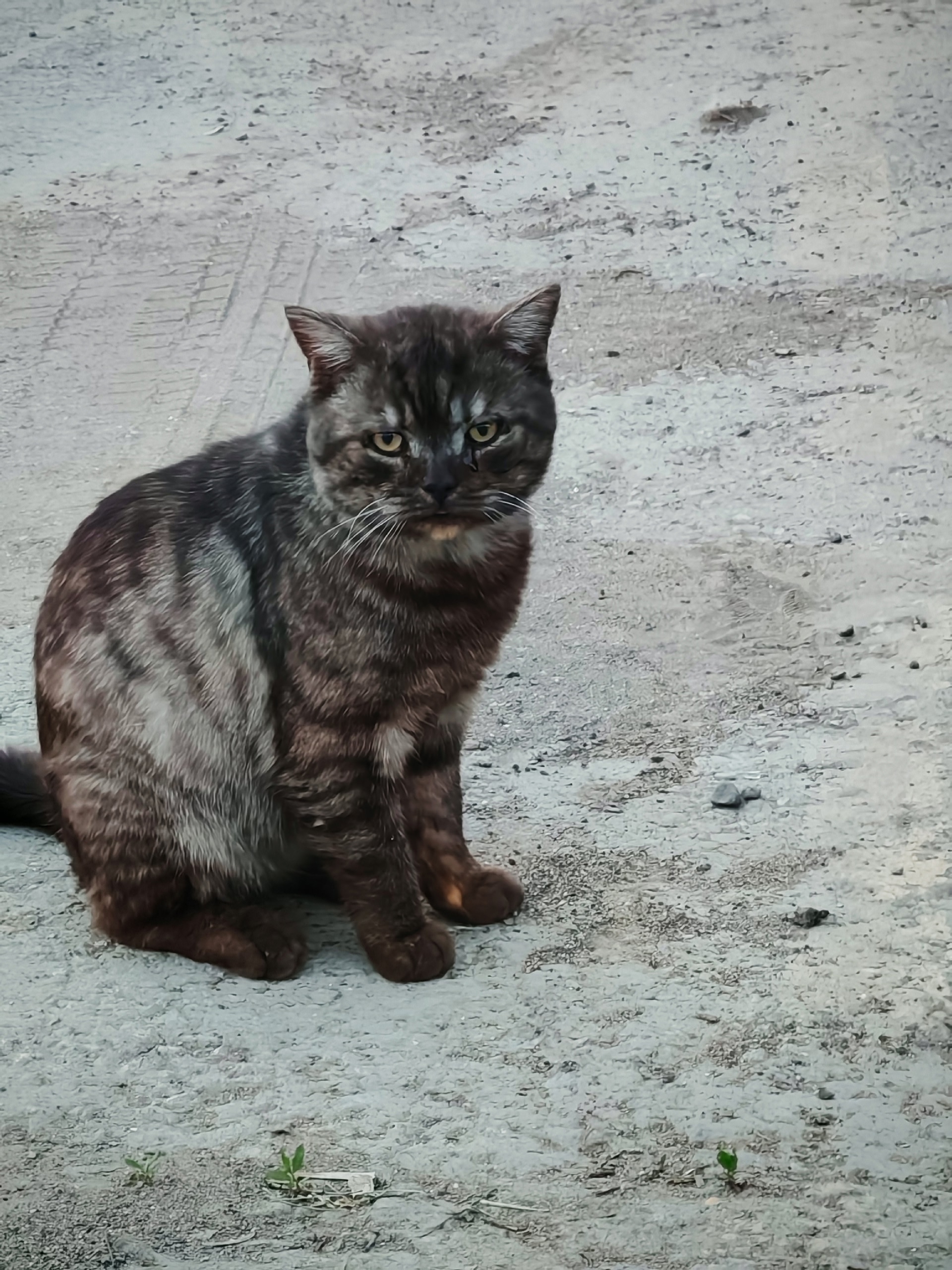 Найдена кошка в Нижнекамске — фото объявления