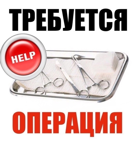 Найденная собака в Нижнекамске Найдена собака в Нижнекамске — фото объявления