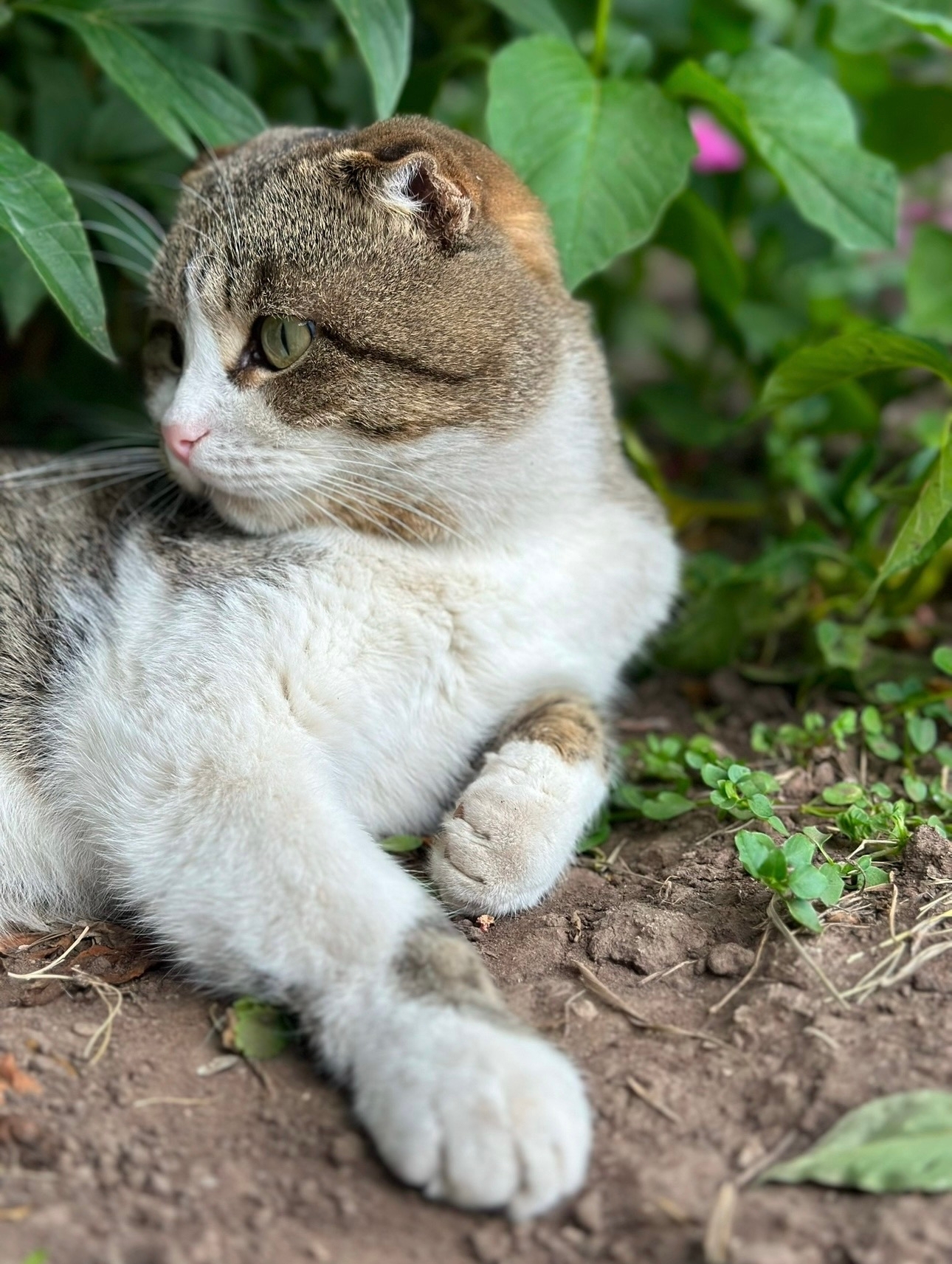 Найденная кошка в Нижнекамске Найдена кошка в Нижнекамске — фото объявления