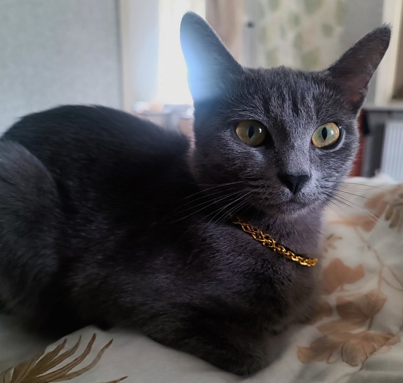 Пропала кошка в Таганроге — Здравствуйте