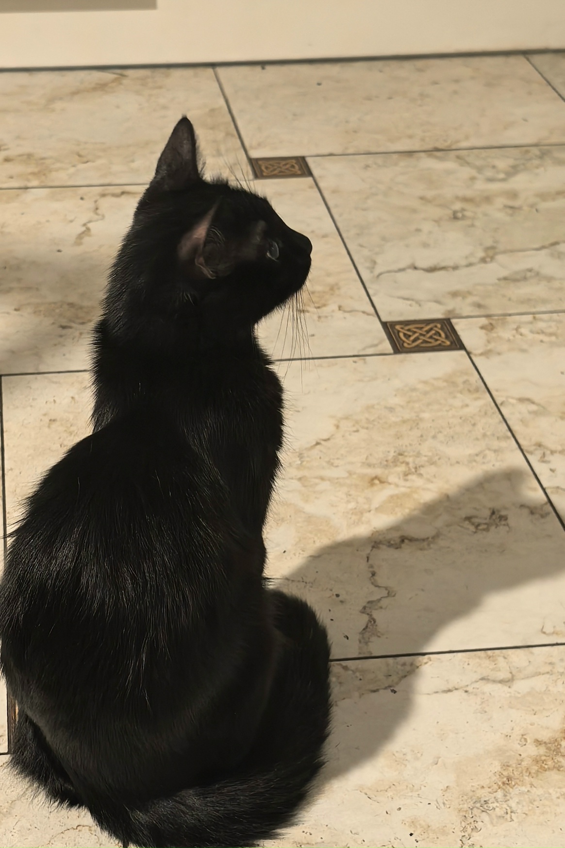 Пропала кошка в Таганроге — фото объявления