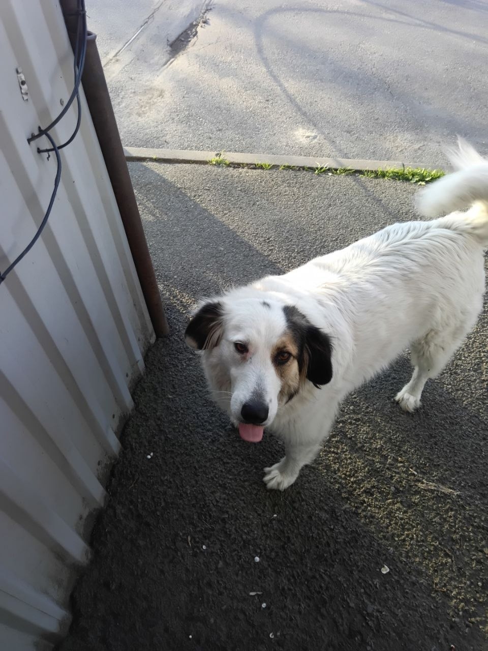 Пропала собака в Таганроге — фото объявления