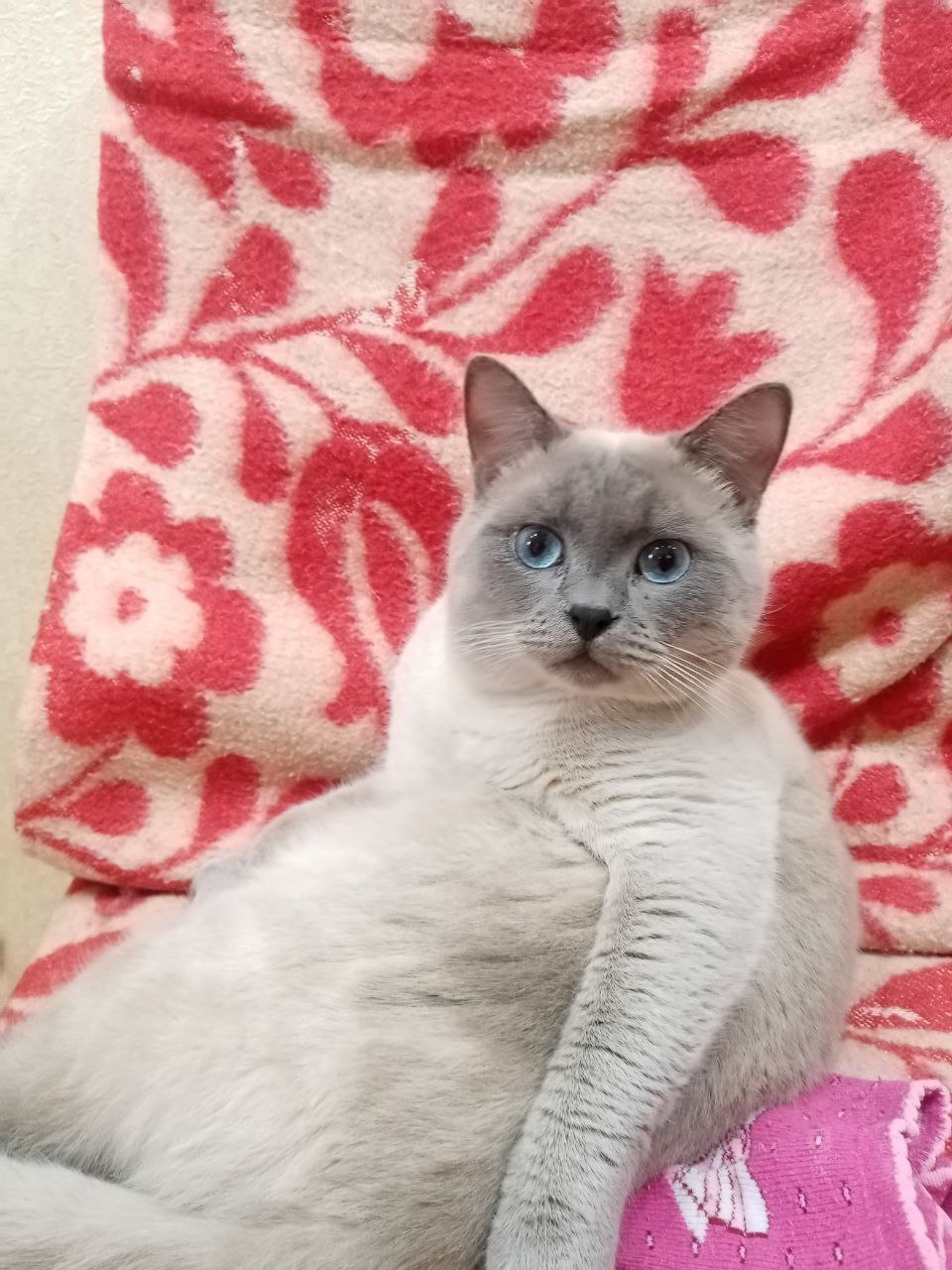 Пропала кошка в Таганроге — фото объявления