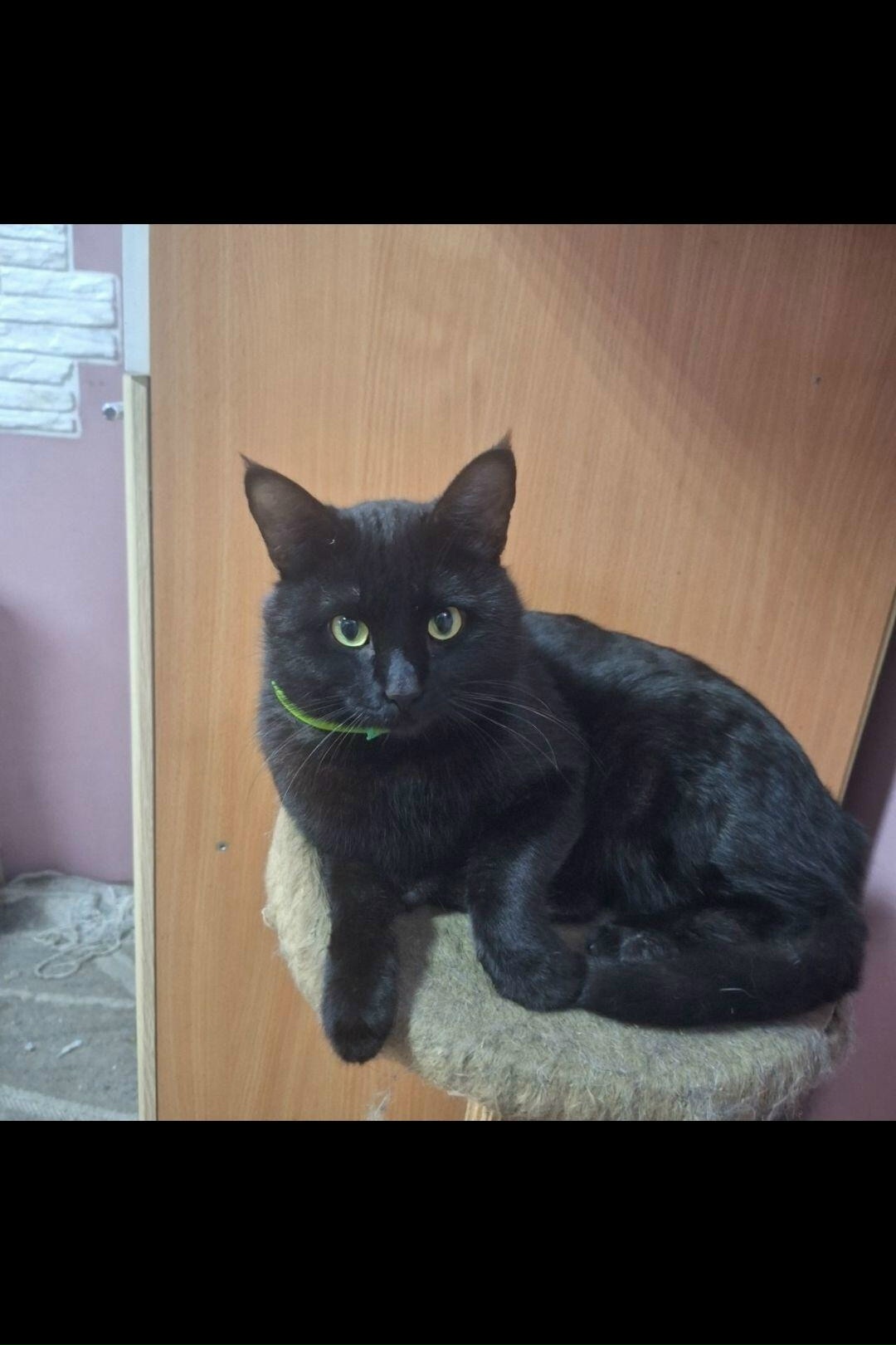 Пропала кошка в Таганроге — фото объявления