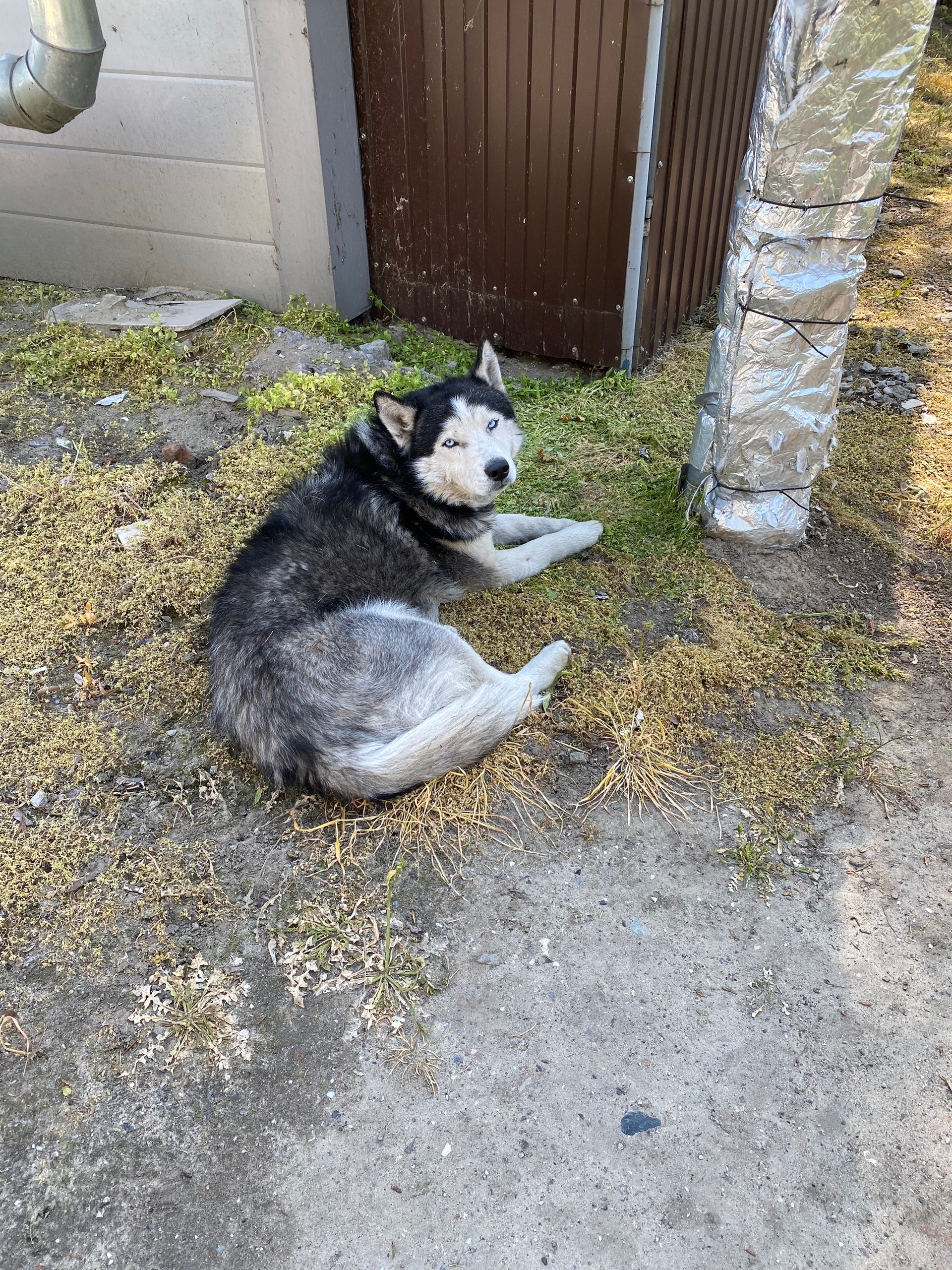 Найдена собака в Таганроге — фото объявления