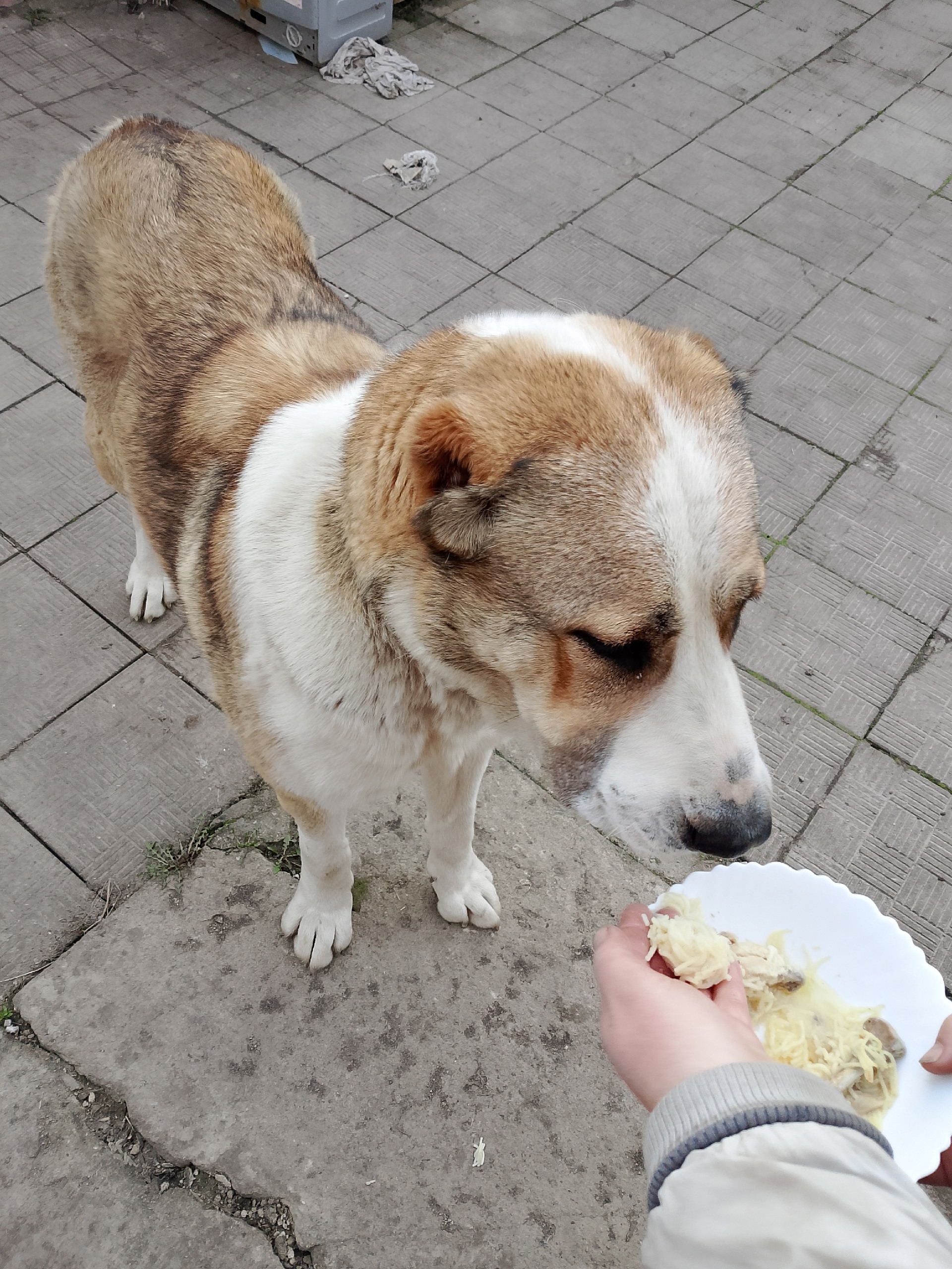В районе поселок Надежда бегает собака,девочка,предположительно алабай или САО.В ошейнике,голодная,видимо не первый день,не агрессивная.Хозяин,найдись.