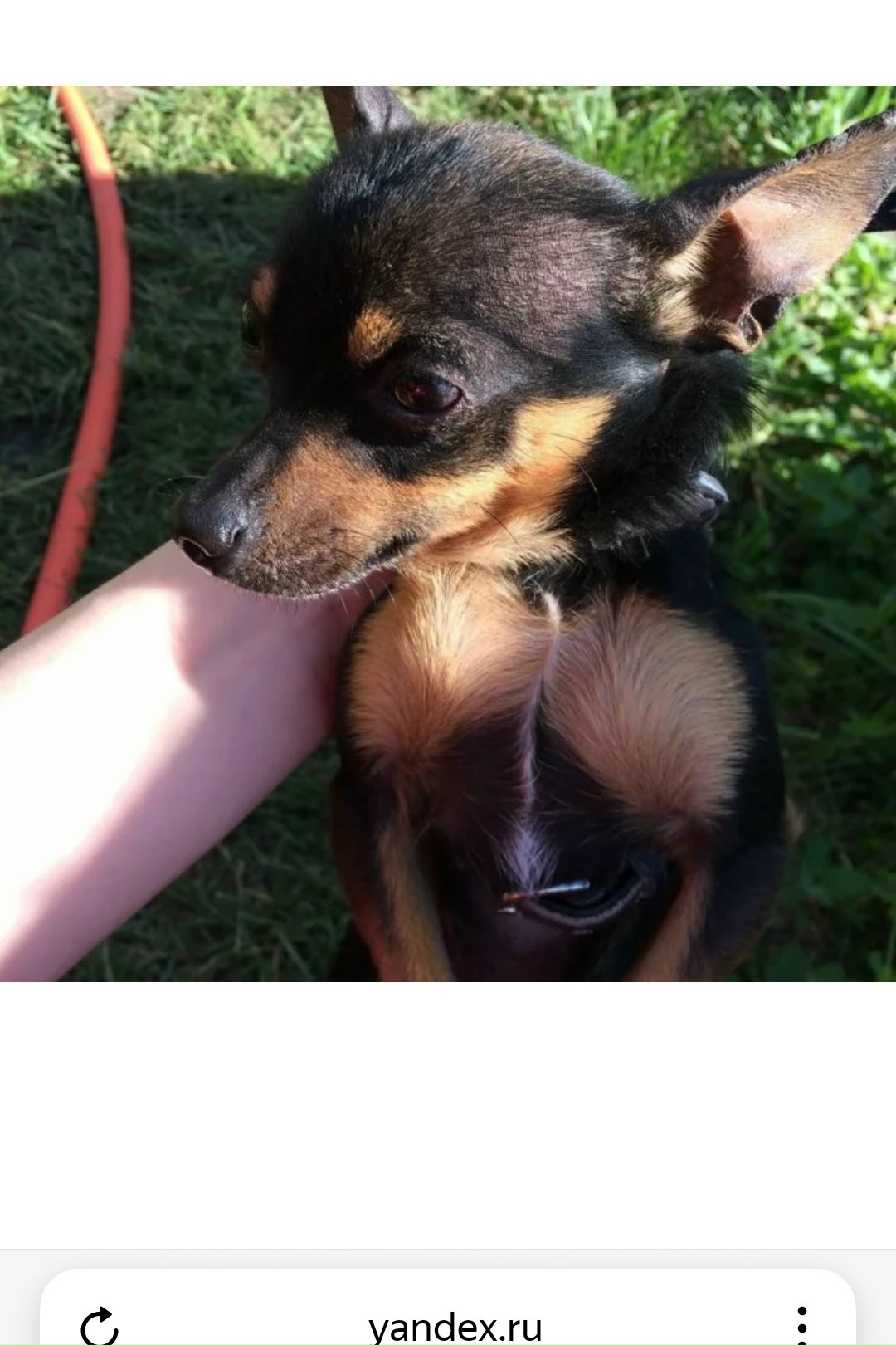 Пропал питомец в Другие города