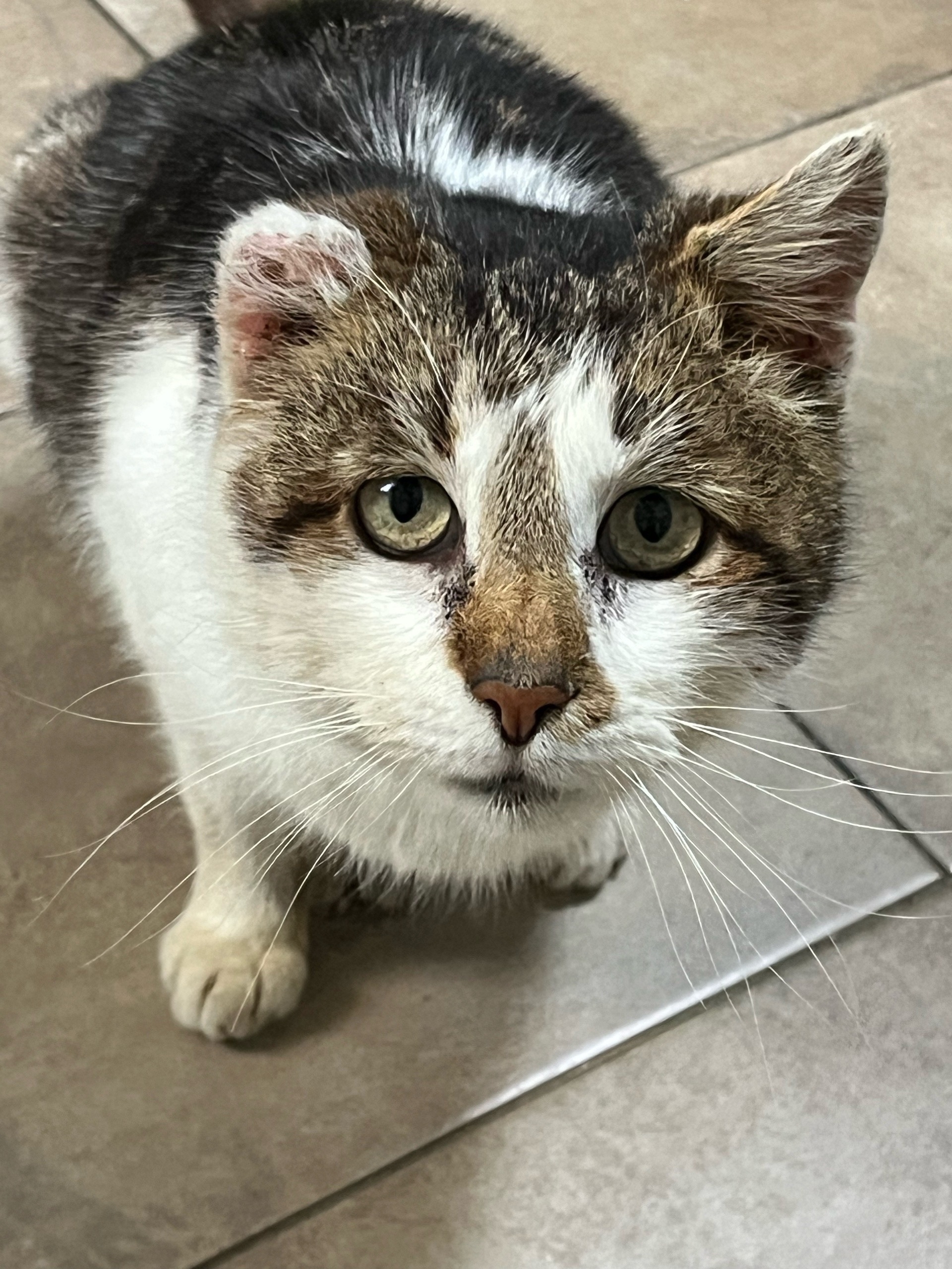 Объявление о питомце в Другие города