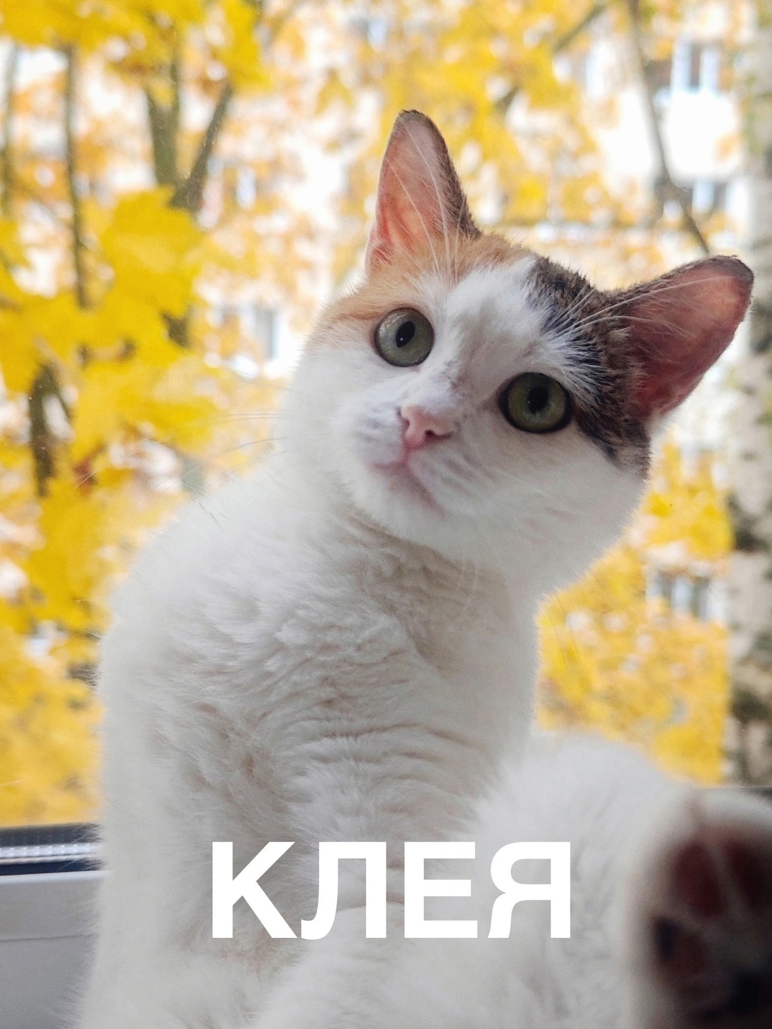 Объявление о питомце в Другие города