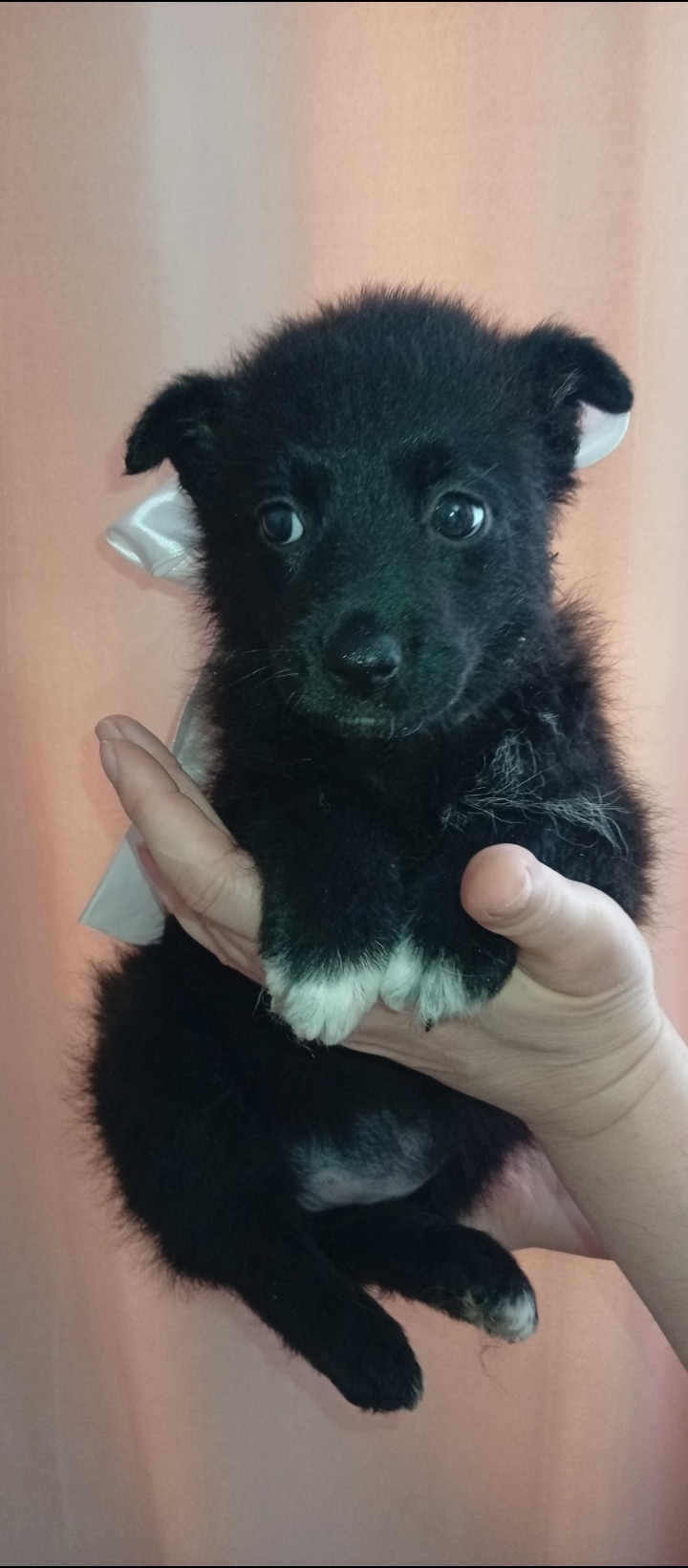 Найдена собака в Другие города