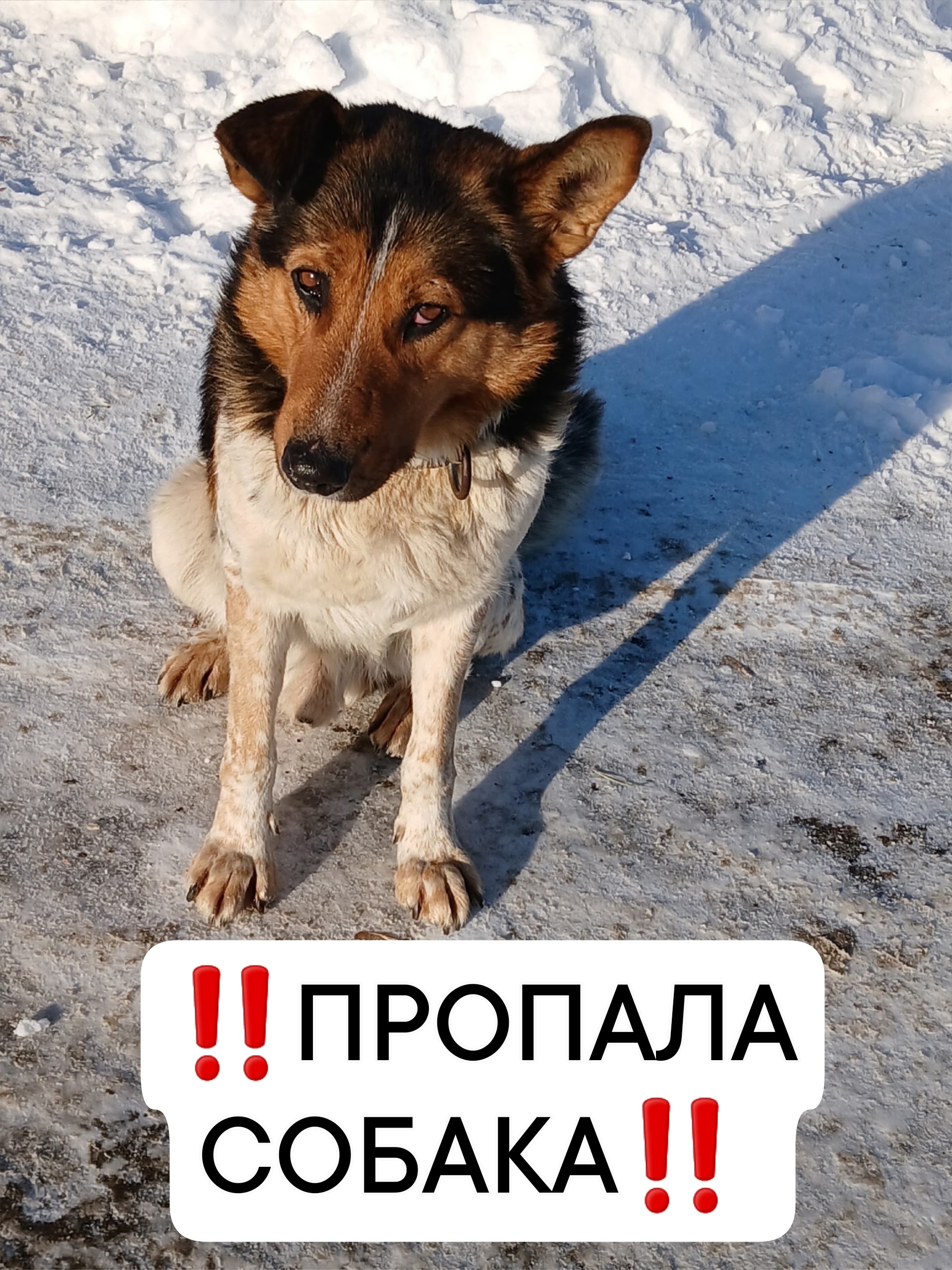 Найдена собака в Других городах — фото объявления