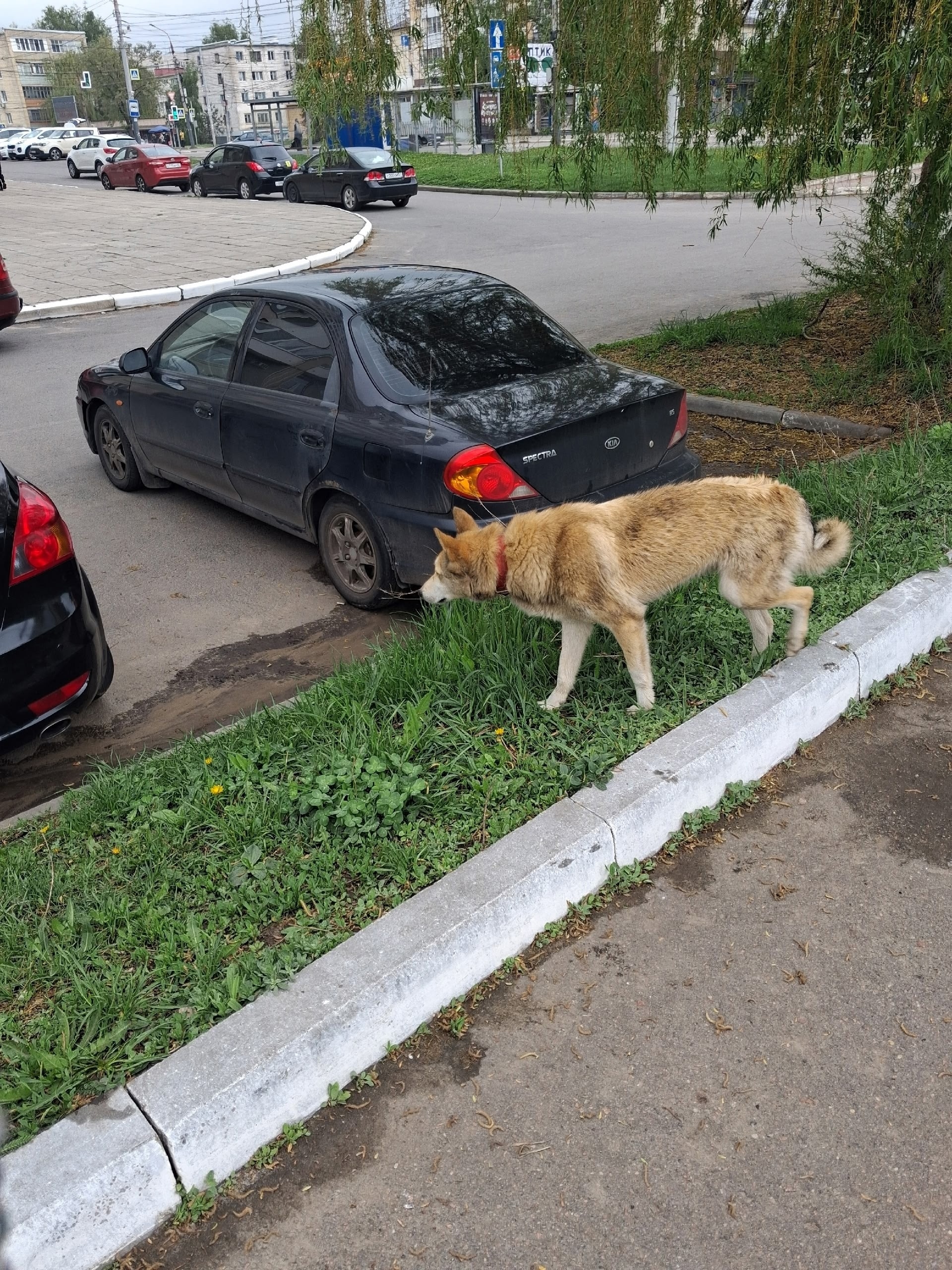 Найдена собака в Других городах — фото объявления