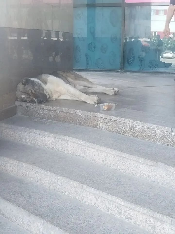 Объявление о питомце в Коломне — фото объявления