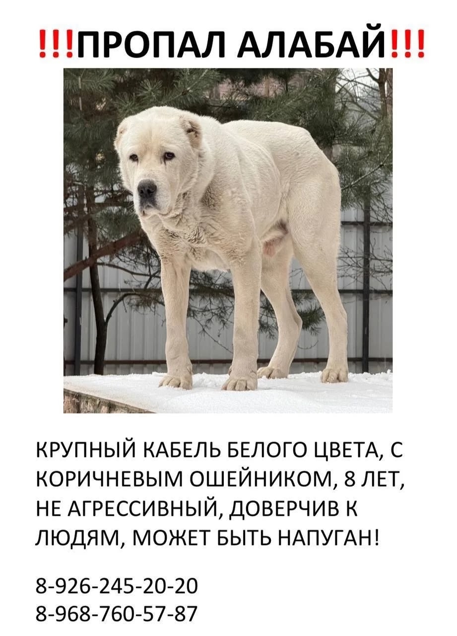 Объявление о питомце в Коломне — фото объявления