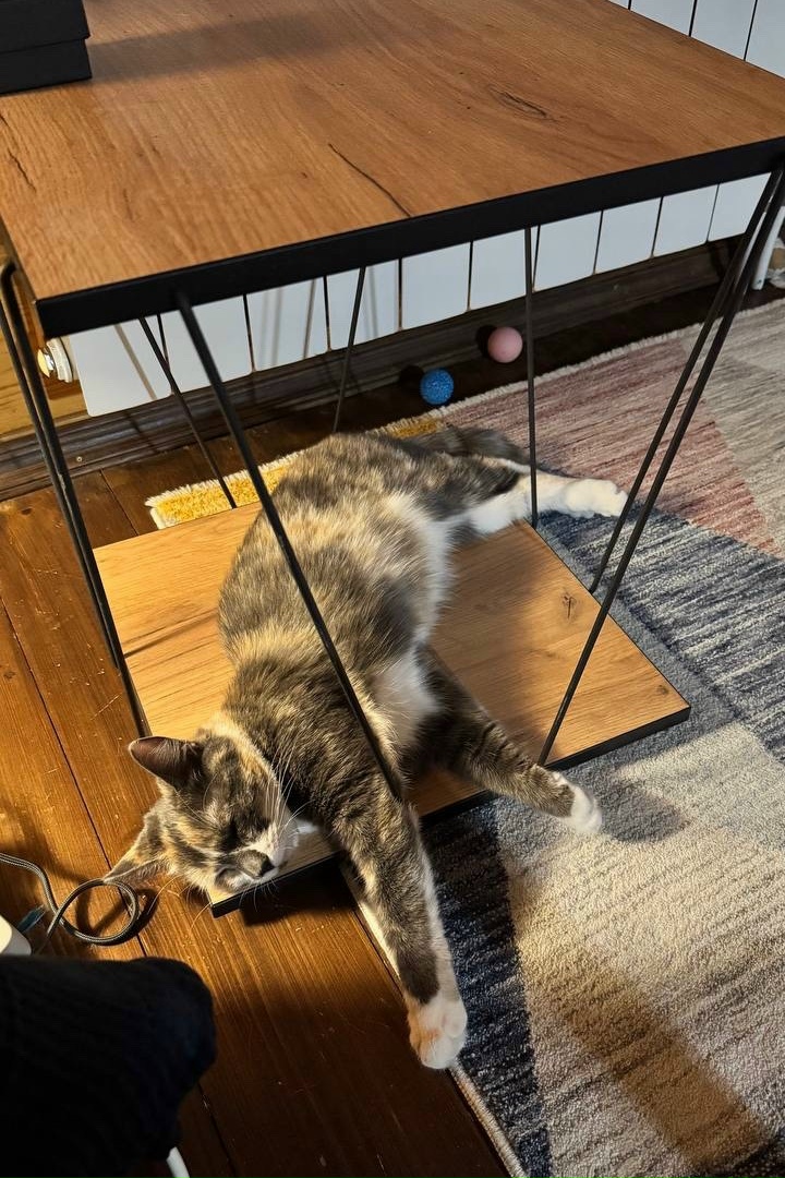 Пропала кошка в Домодедове — фото объявления