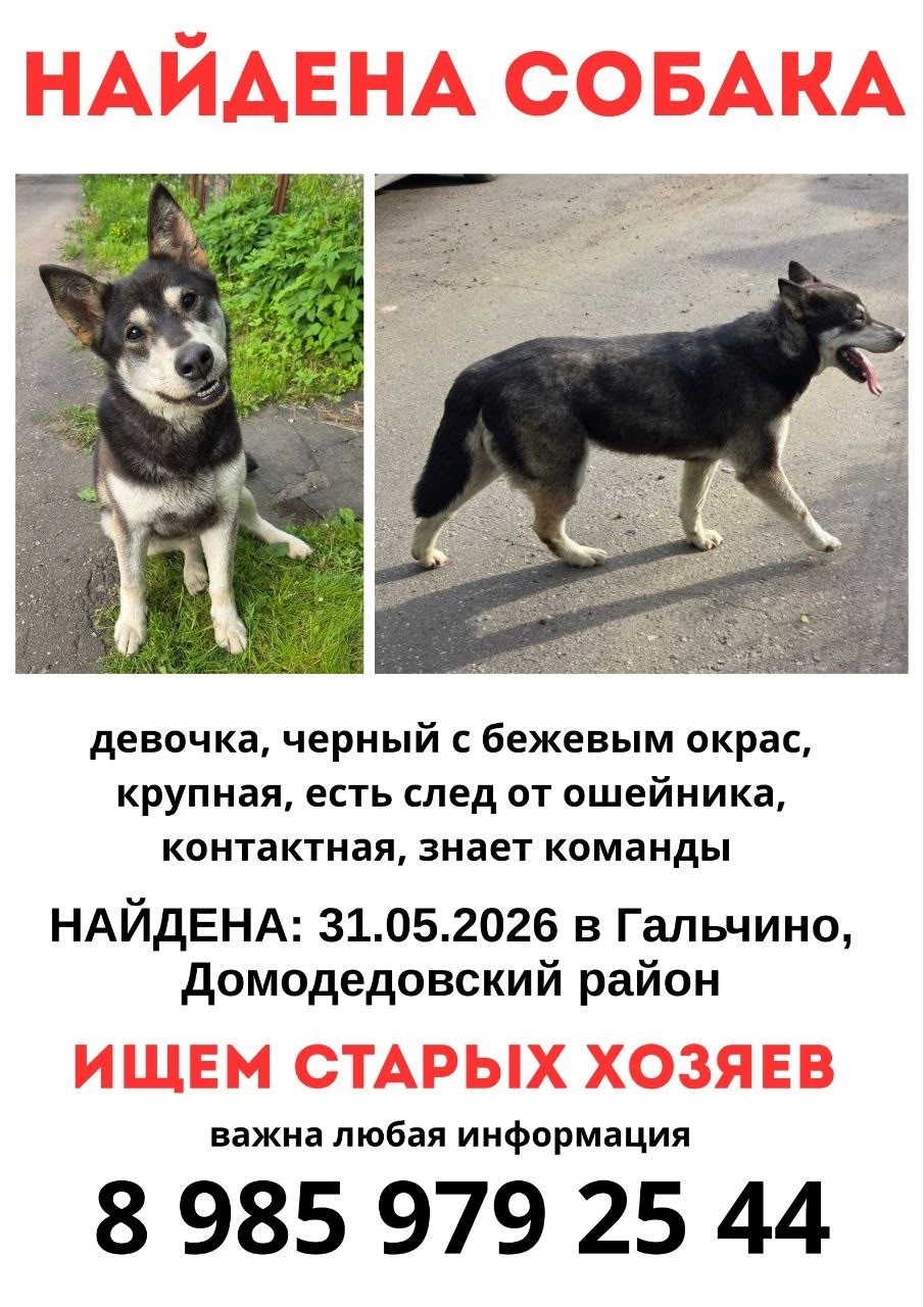 Найдена собака в Домодедове — фото объявления