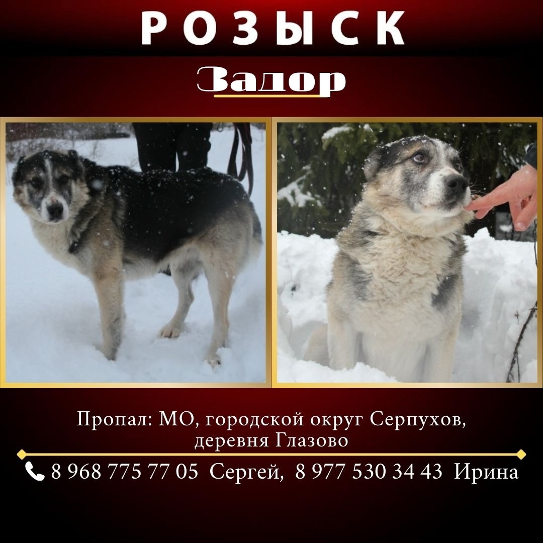 Объявление о питомце в Серпухове — ВНИМАНИЕ!!!! Поиски продолжаются!!!!!!