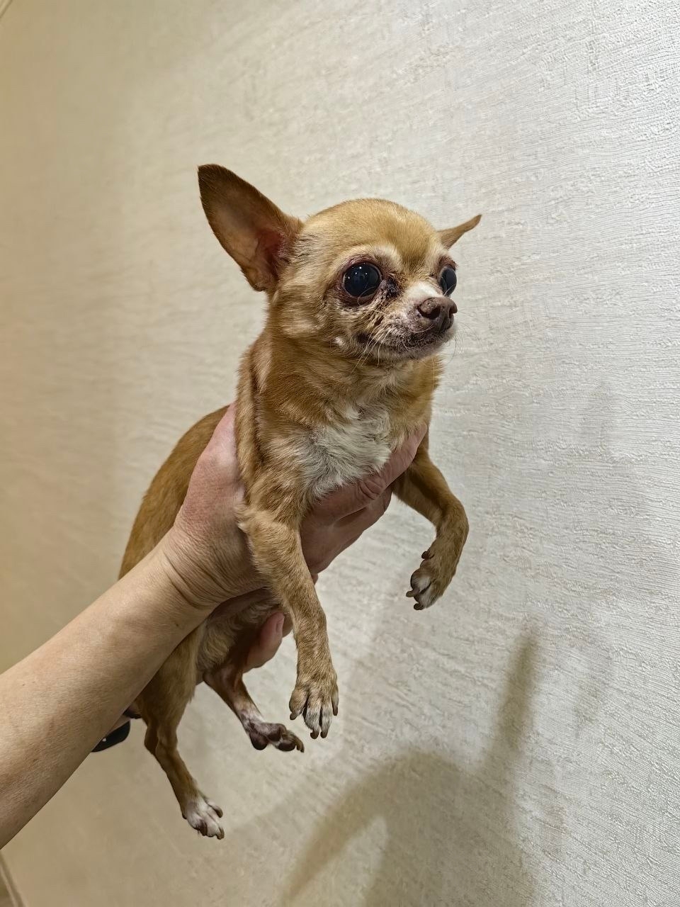 Найдена собака в Серпухове — фото объявления