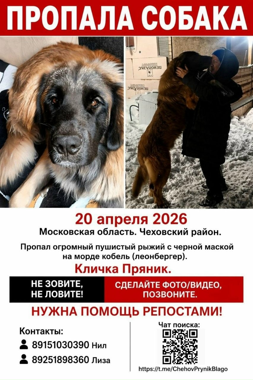 Пропала собака в Серпухове — фото объявления
