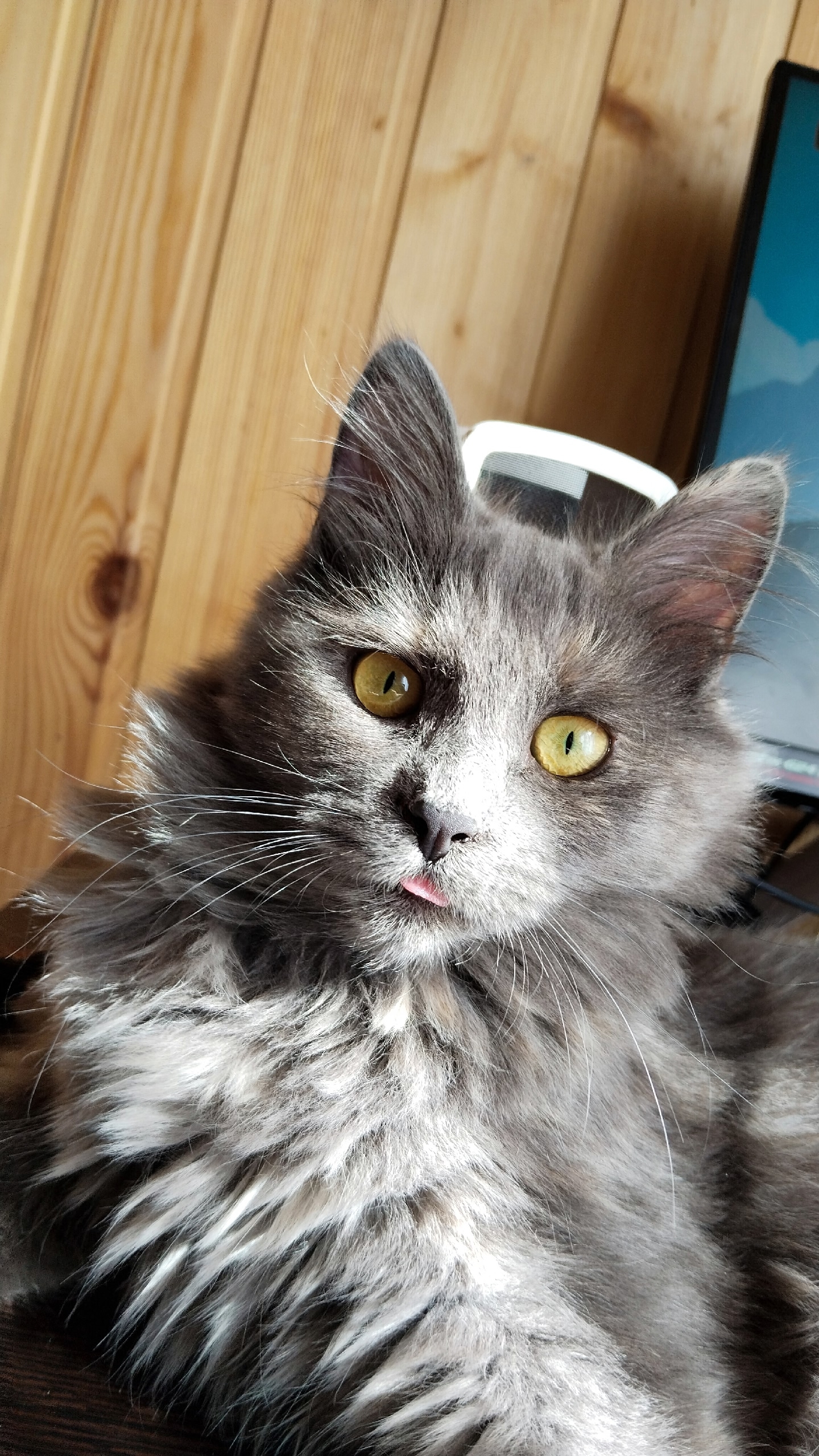 Найдена кошка в Серпухове — фото объявления