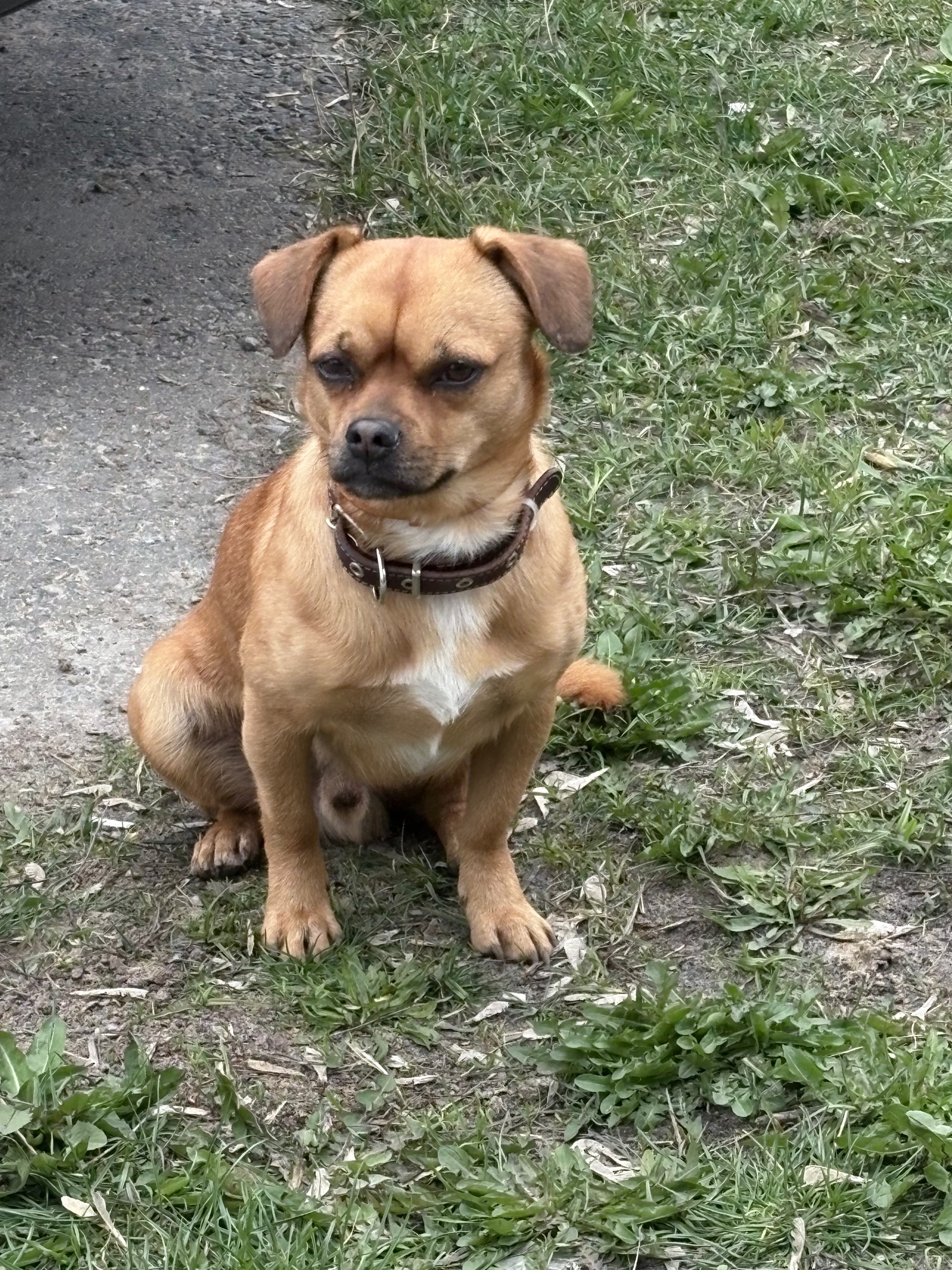 Объявление о питомце в Серпухове — фото объявления