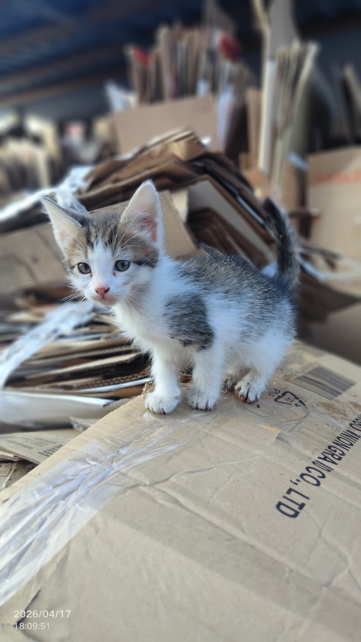 Объявление о питомце в Серпухове — фото объявления