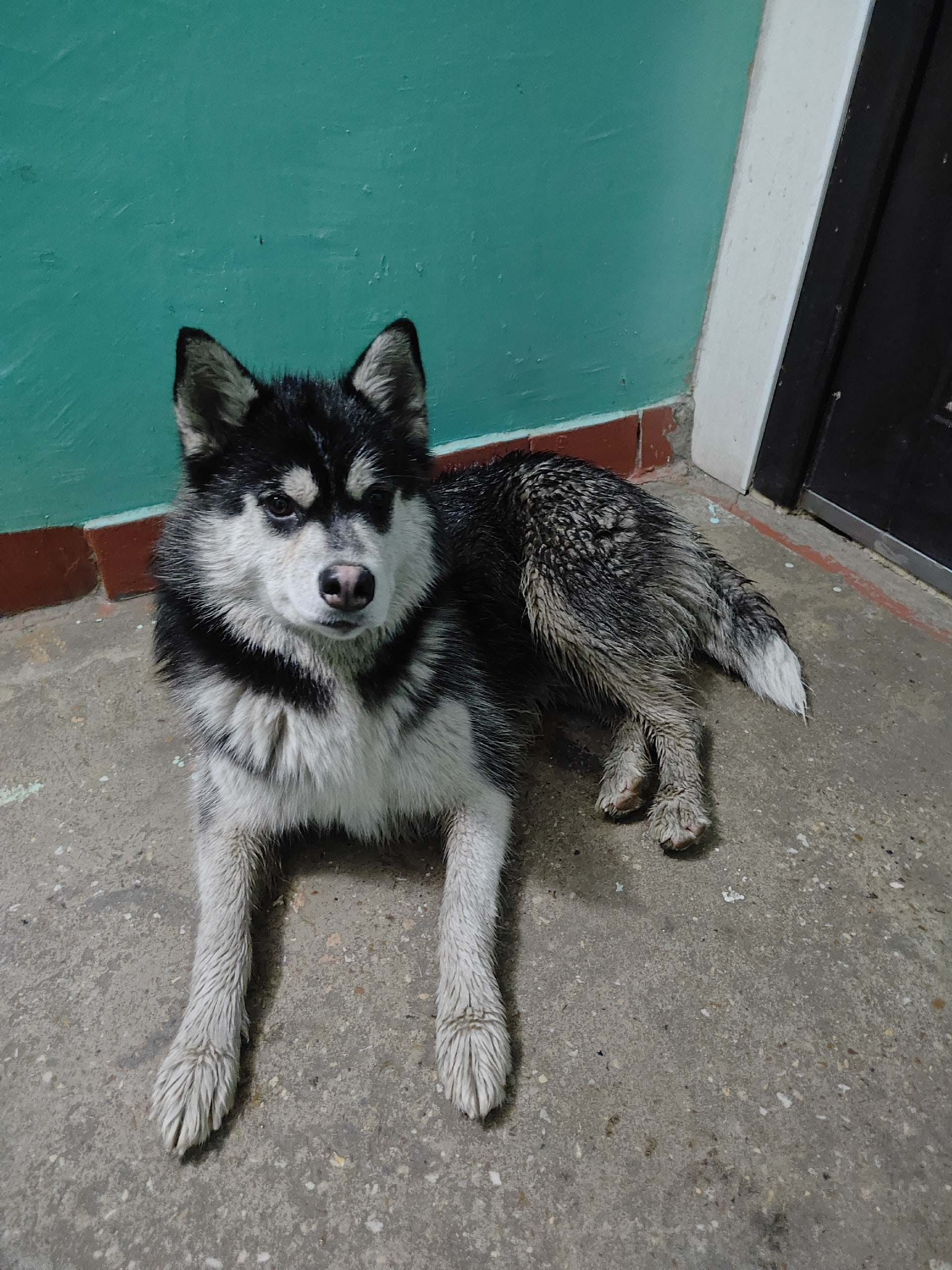 Объявление о питомце в Серпухове — фото объявления