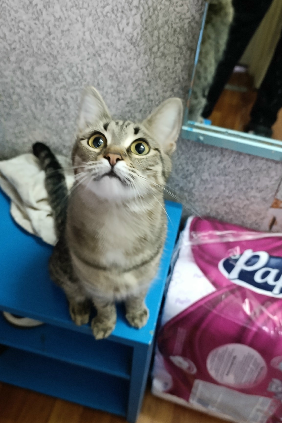 Найдена кошка в Серпухове — фото объявления