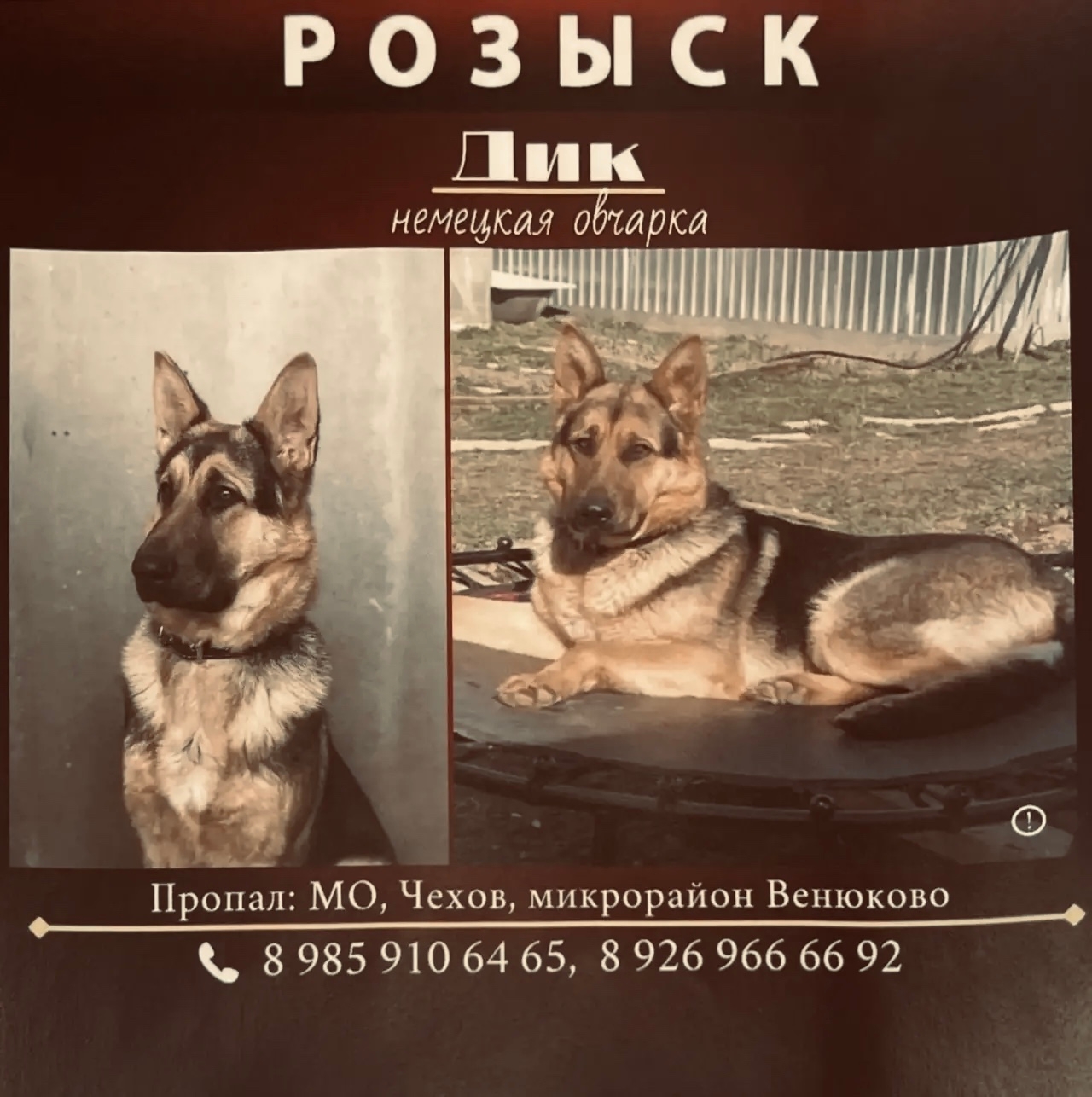 Найденная собака в Серпухове Найдена собака в Серпухове — фото объявления