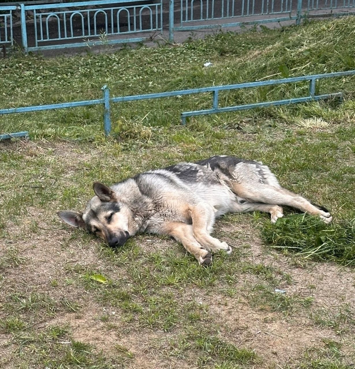 Найденная собака в Серпухове Найдена собака в Серпухове — фото объявления