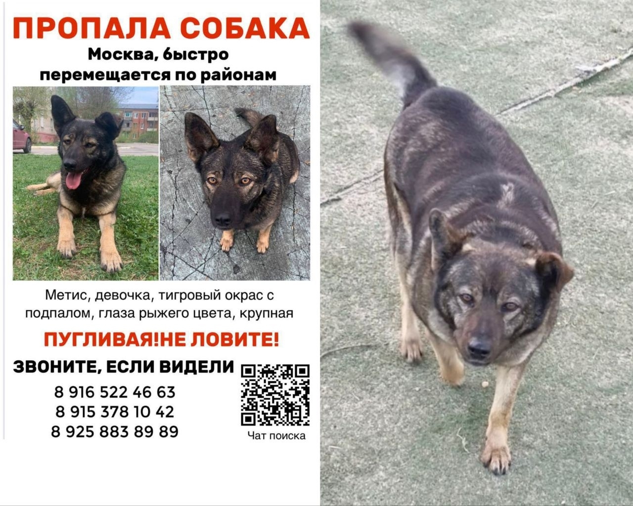 Пропала собака в Раменском — фото объявления