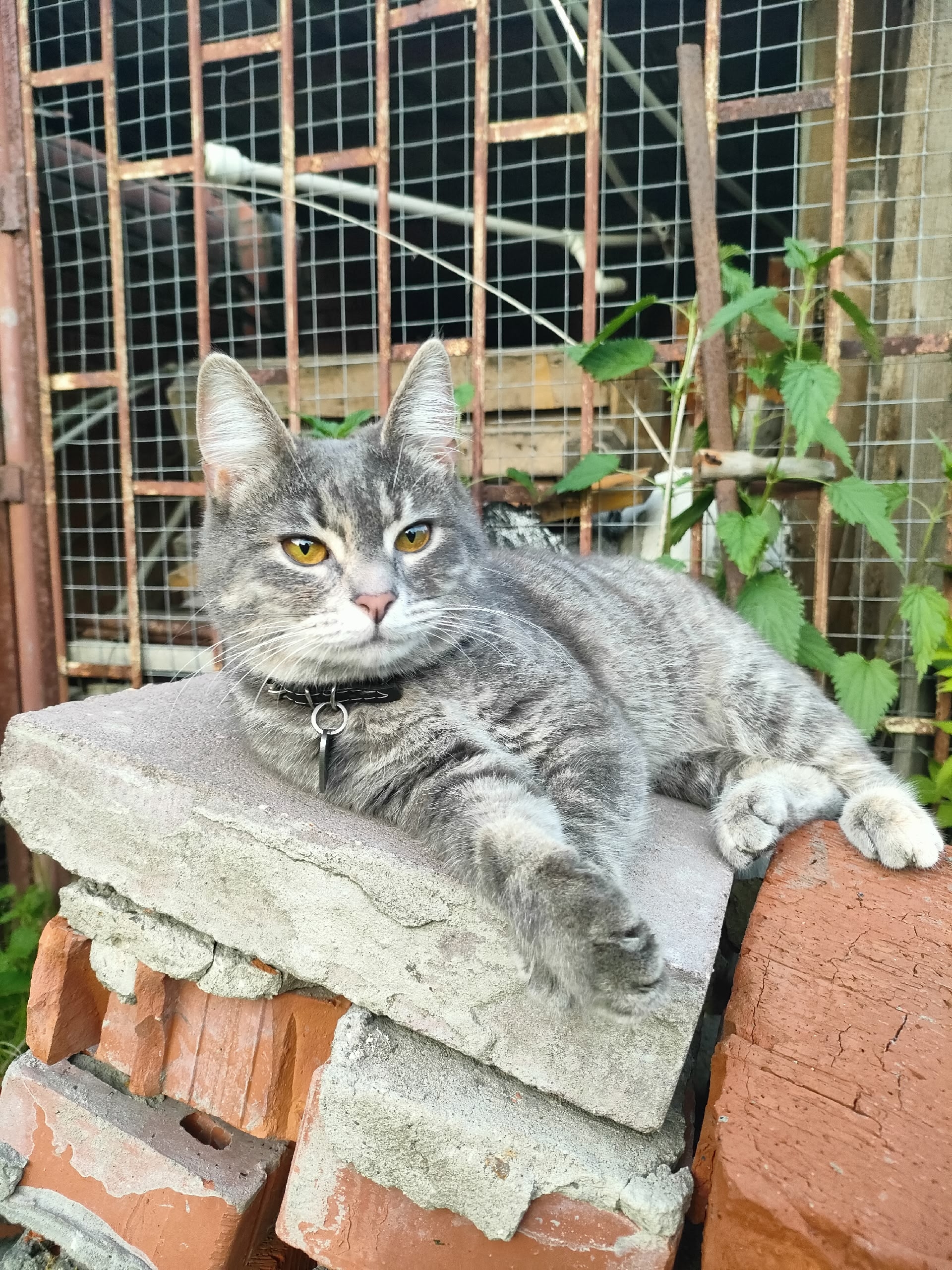 Пропала кошка в Раменском — фото объявления