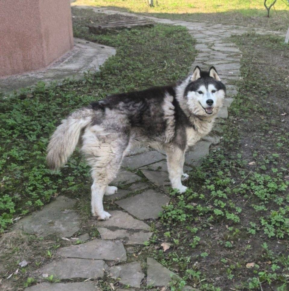 Найдена собака в Раменском — фото объявления