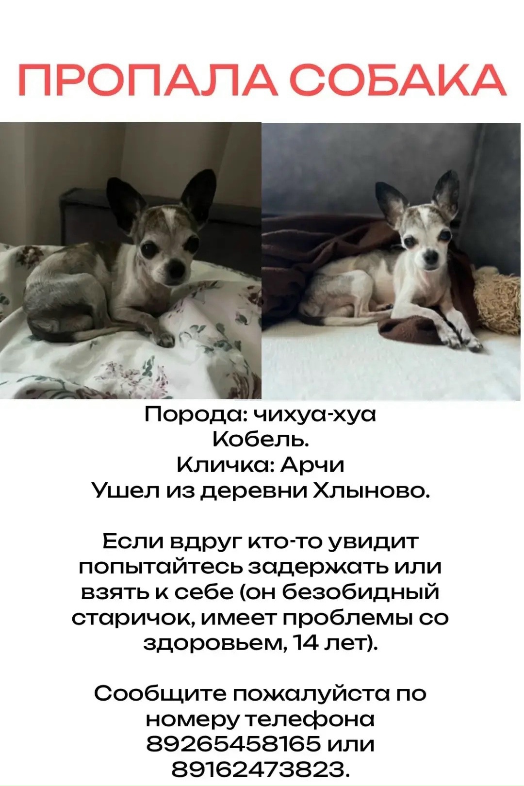 Найденная собака в Раменском Найдена собака в Раменском — фото объявления