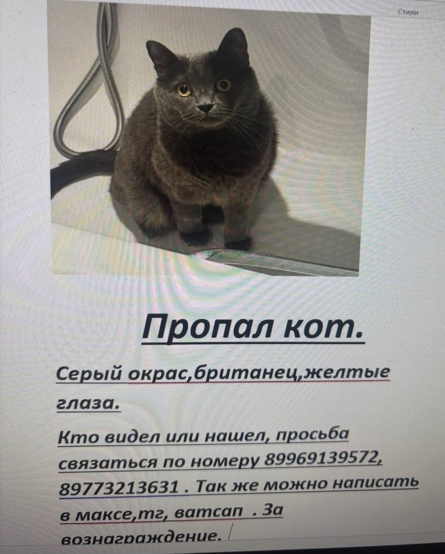 Найдена кошка в Раменском — фото объявления