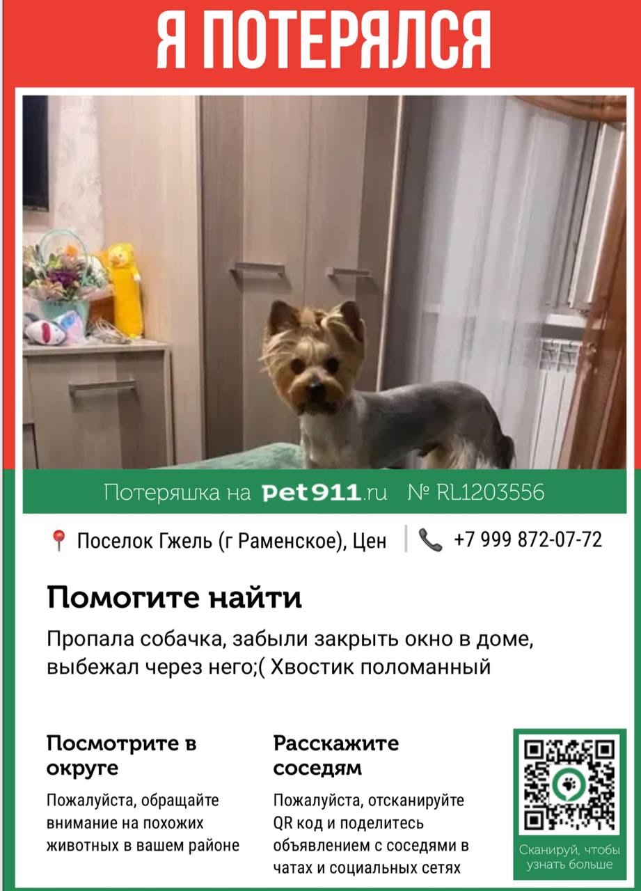 Найдена собака в Раменском — фото объявления