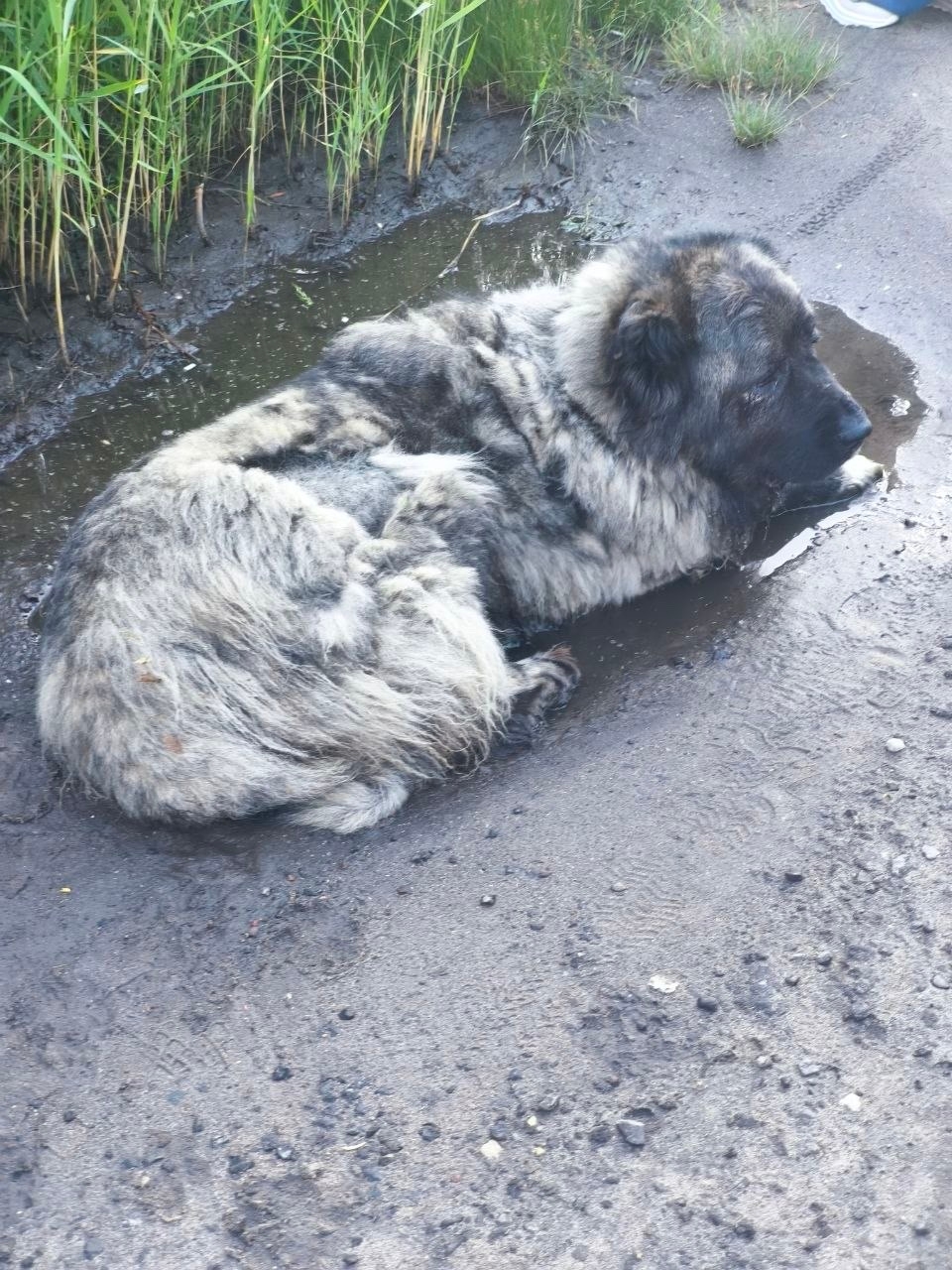 Найденная собака в Раменском Найдена собака в Раменском — фото объявления