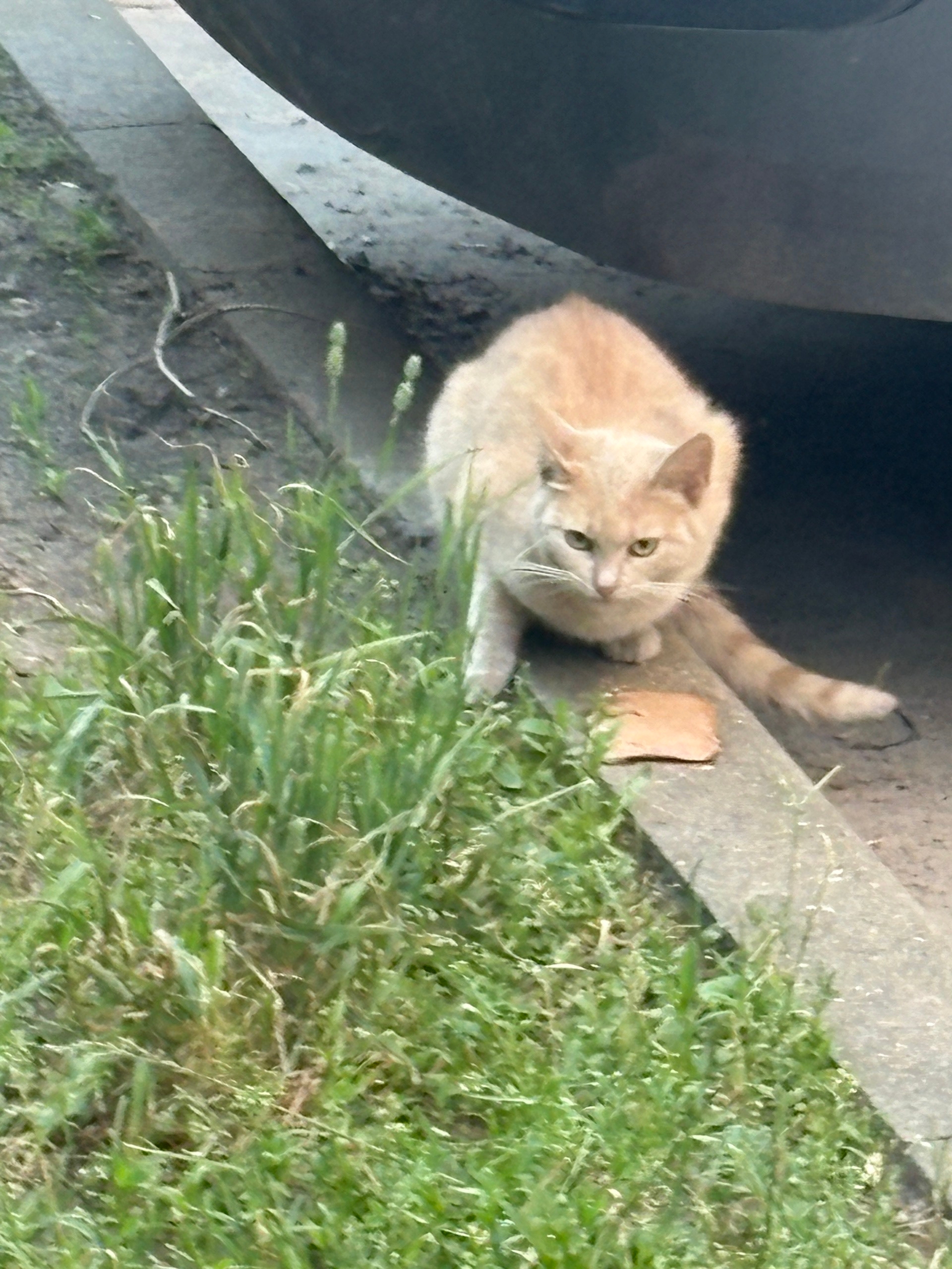 Найдена кошка в Раменском — фото объявления