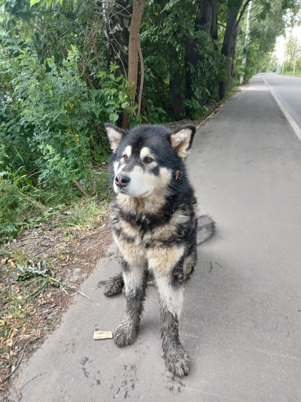 Найдена собака в Раменском — фото объявления