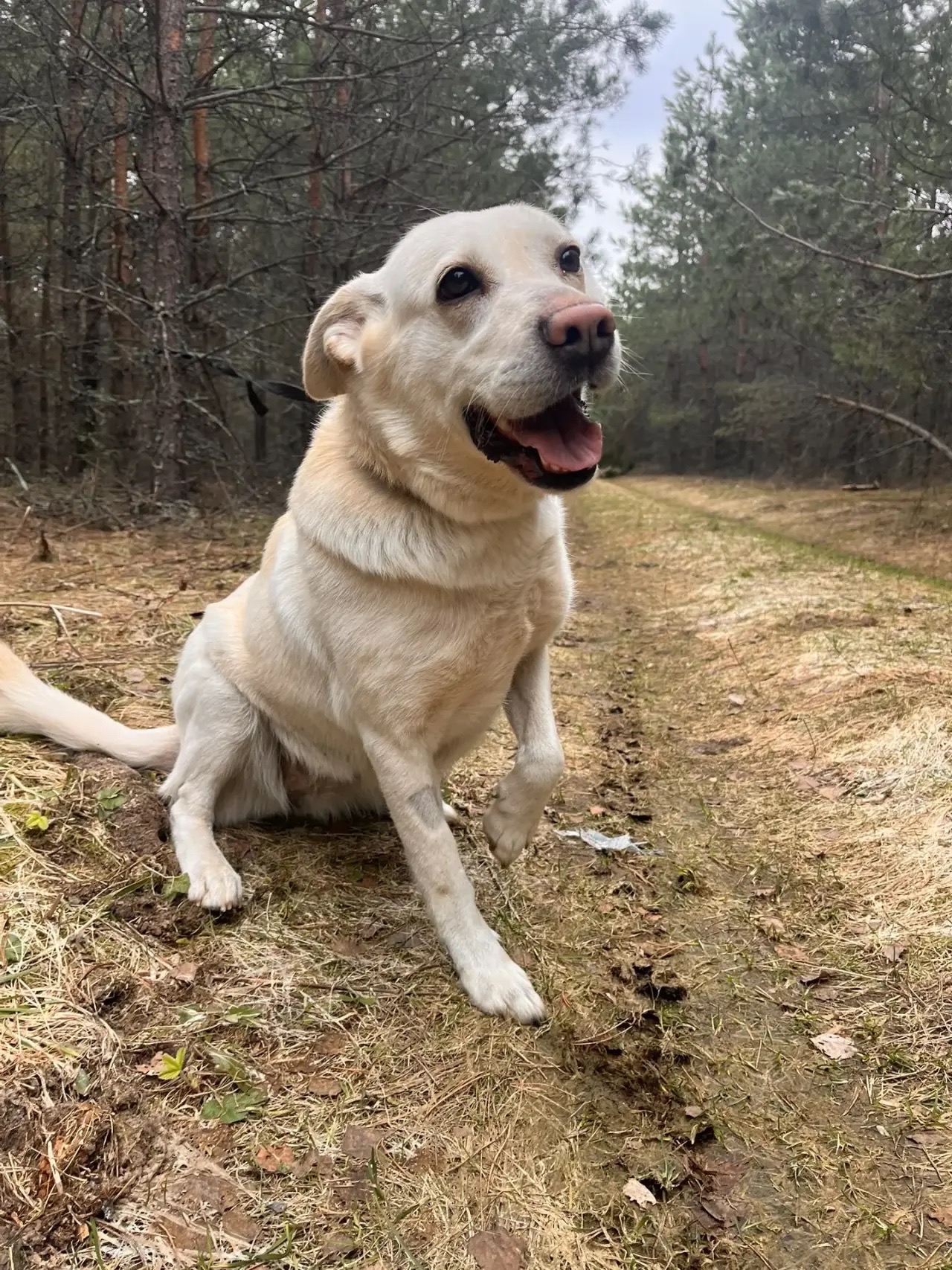 Пропала собака в Другие города