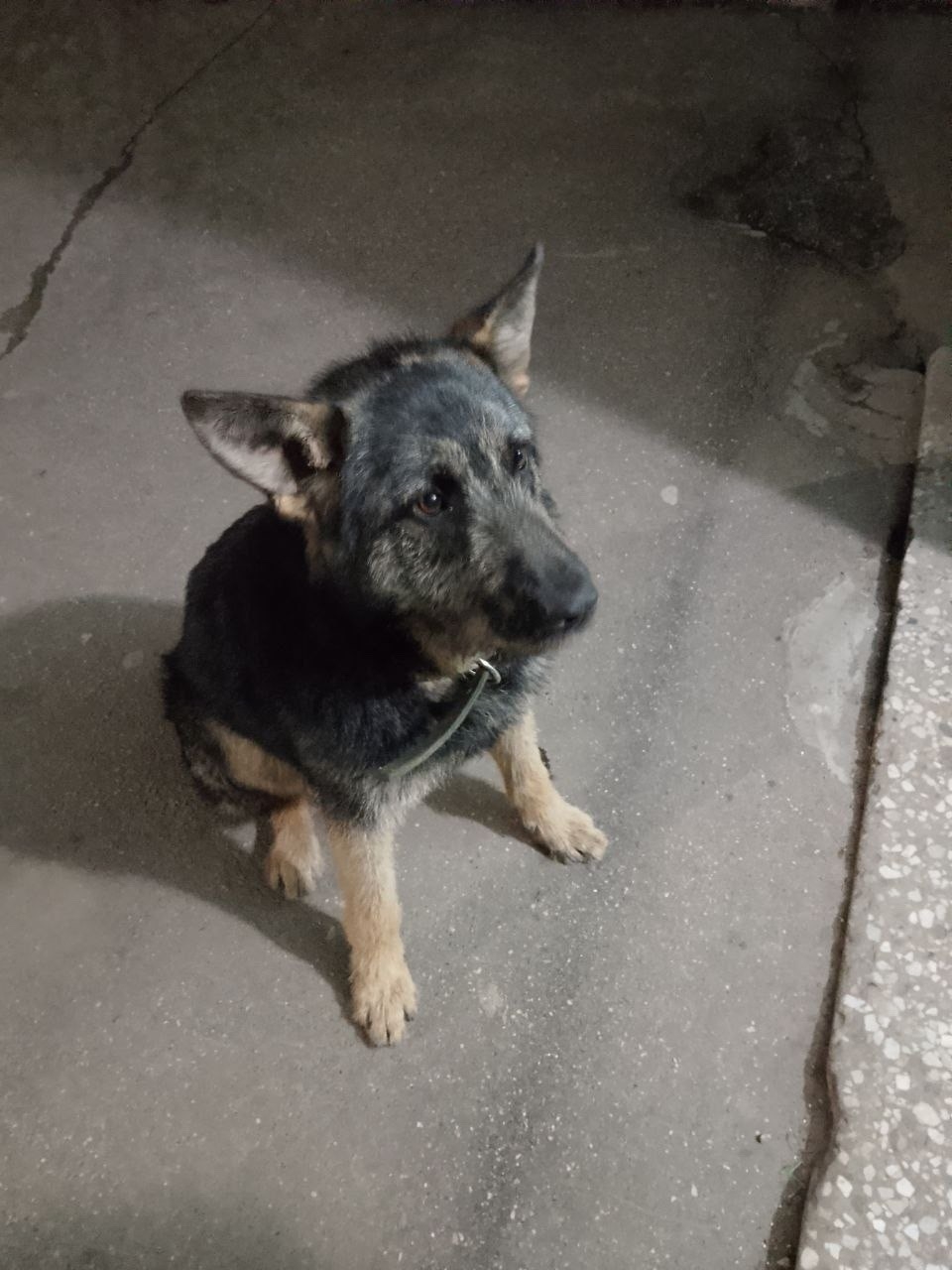 Найдена собака в Другие города