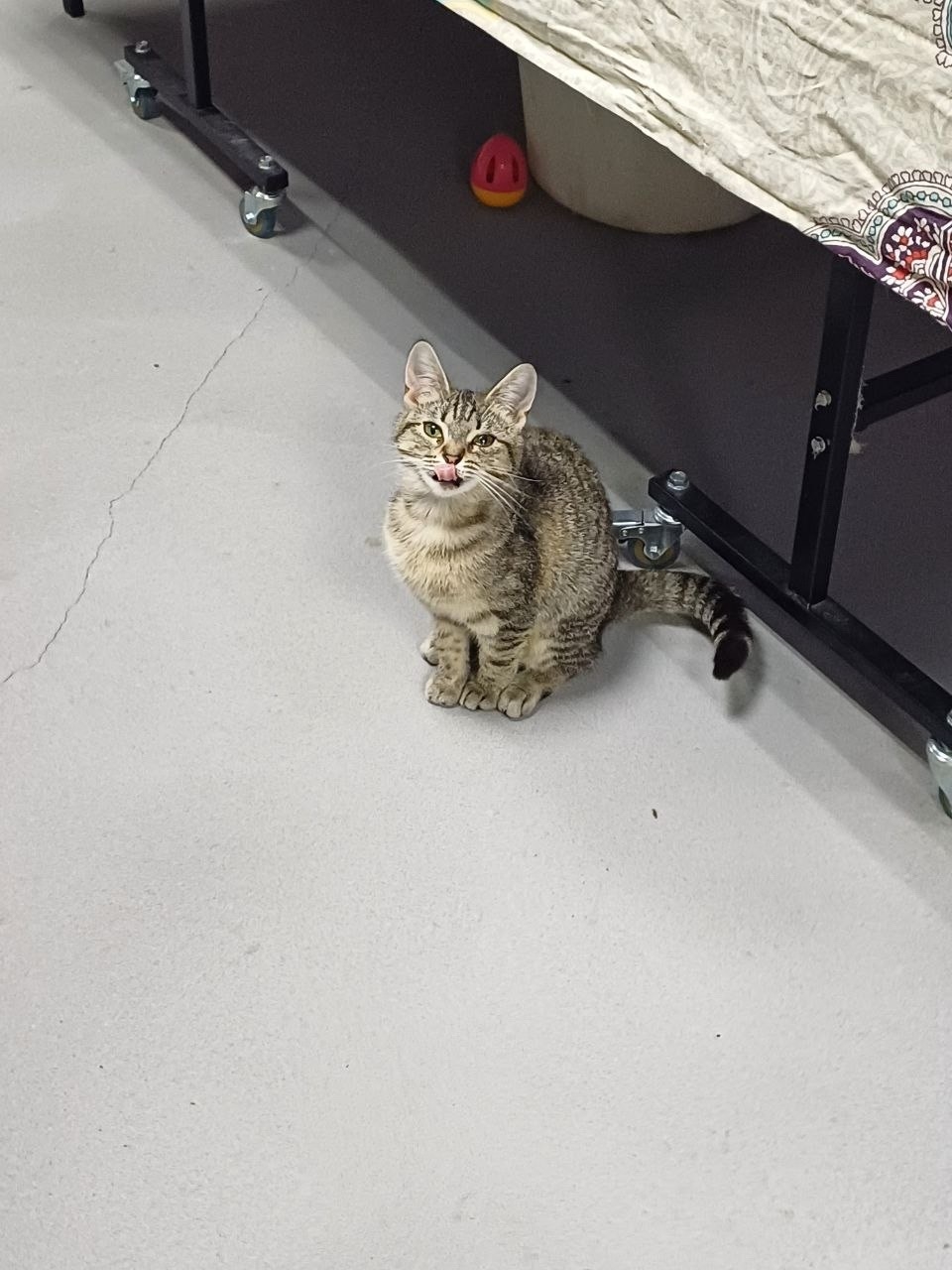 Объявление о питомце в Другие города