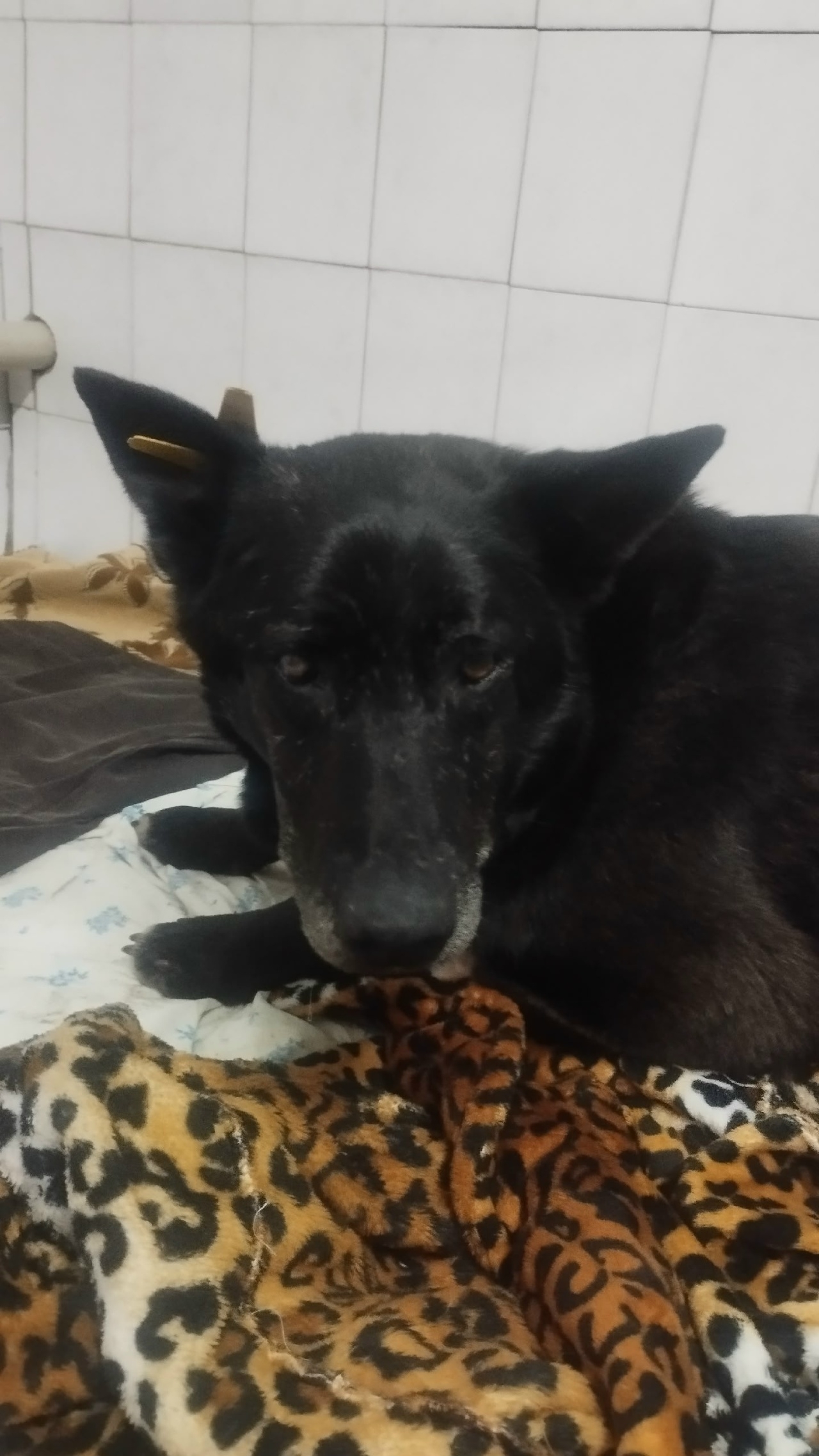 Объявление о питомце в Другие города