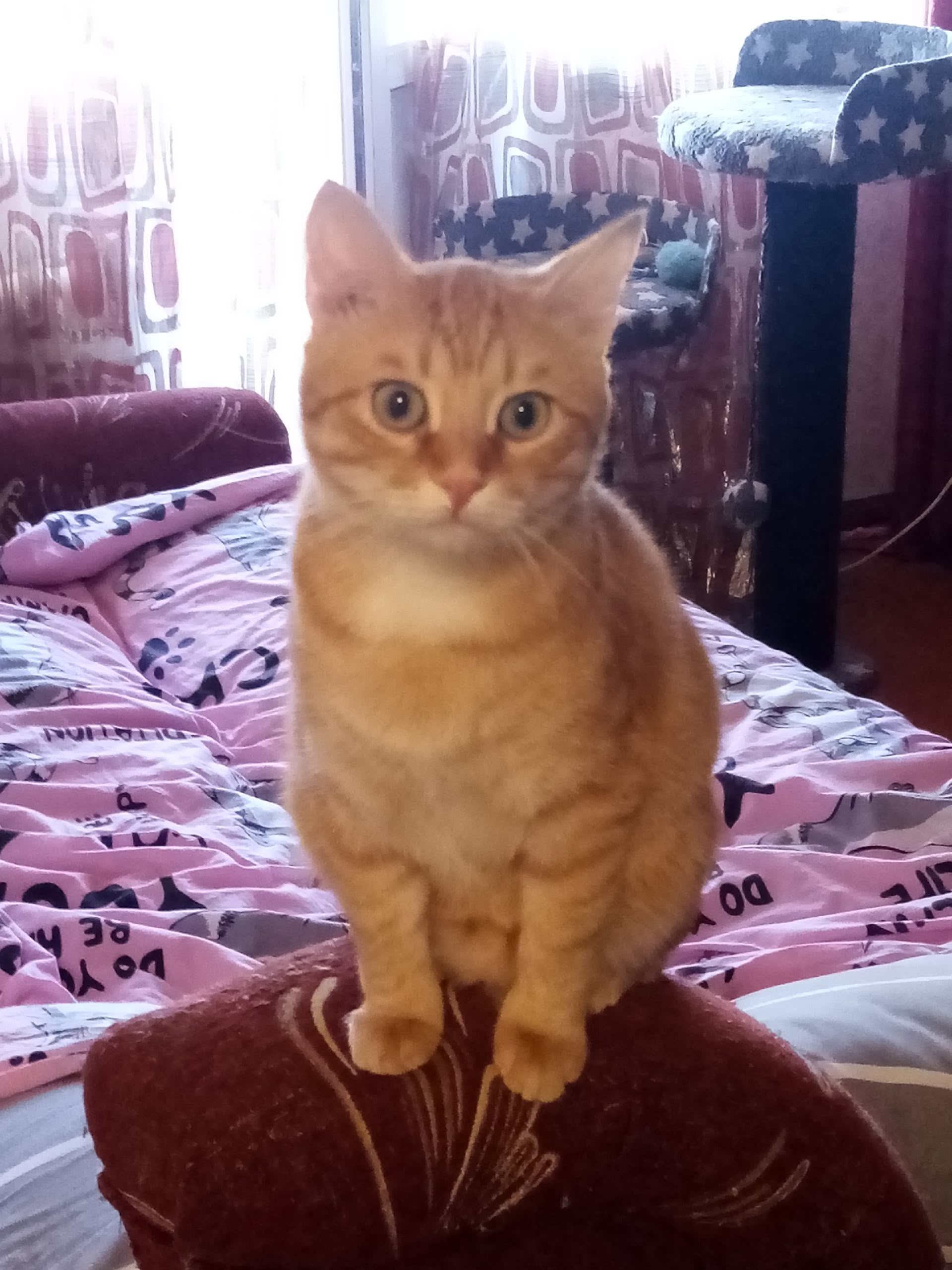 Пропала кошка в Другие города