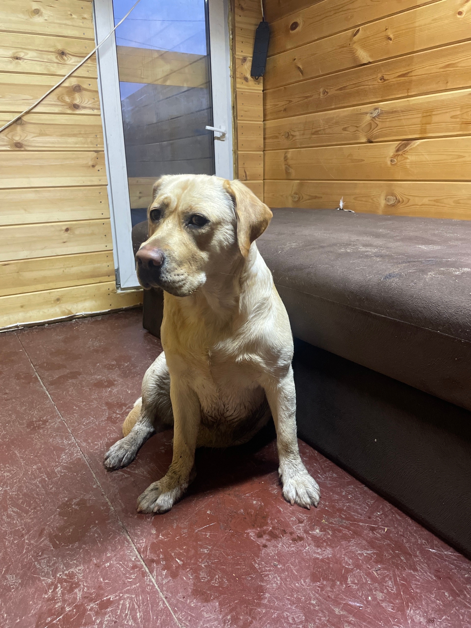 Найдена собака в Других городах — фото объявления